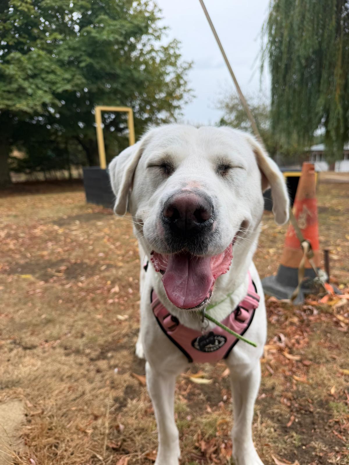 A white crossbreed dog, Mavis, wearing a pink harness stands outdoors, eyes closed and mouth open in a happy expression, with trees, autumn leaves, and an orange traffic cone in the background.