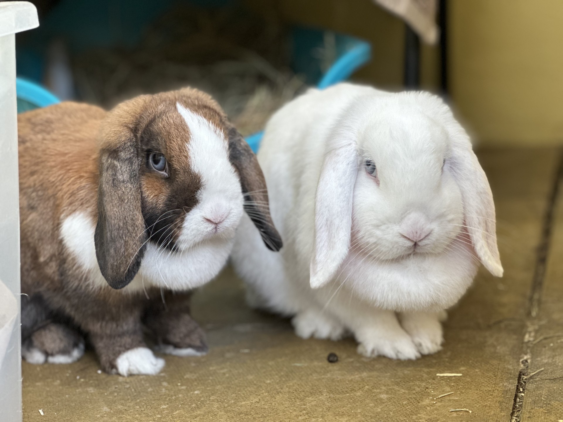 Two lop-eared rabbits sit side by side; one has brown and white fur, the other is pure white. They are on a tan surface with hay and a blue object in the background.