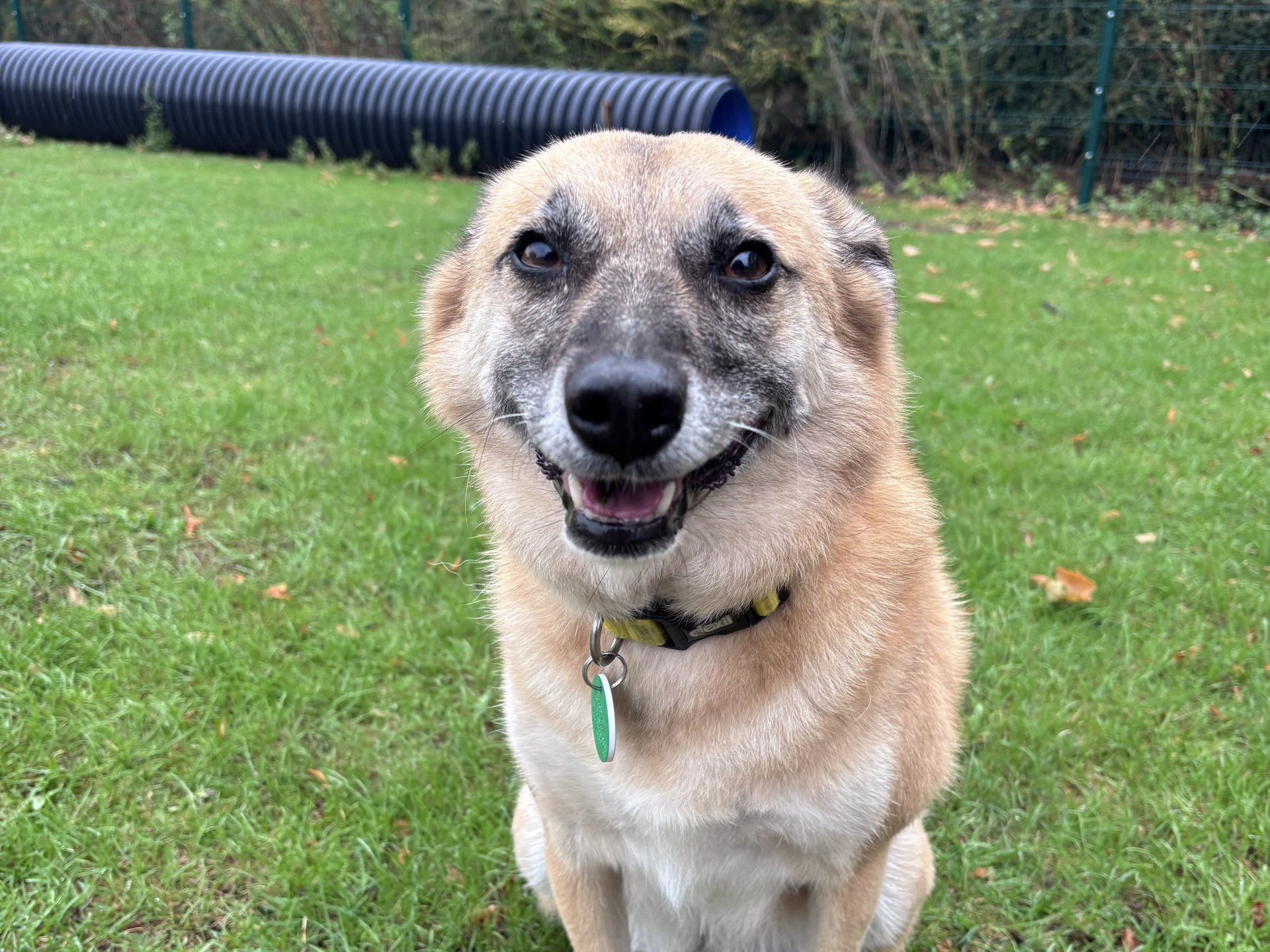 A tan and black Dexter dog with a yellow collar sits on green grass, looking at the camera and appearing to smile. This friendly mongrel is framed by a large black pipe and some bushes in the background.