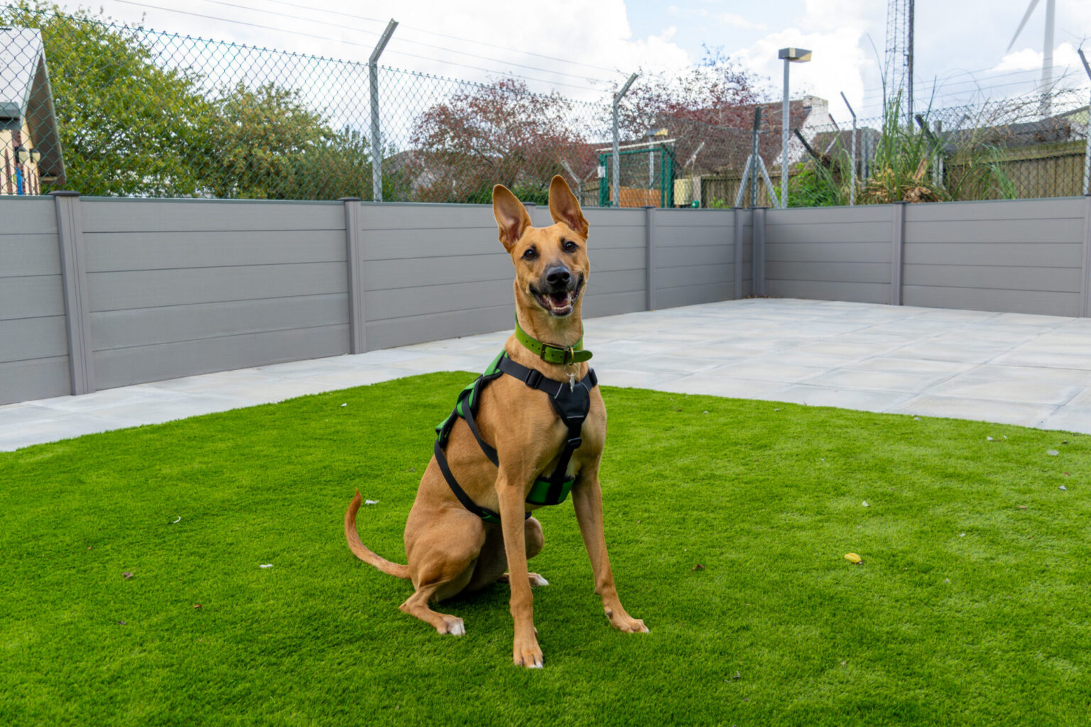 Meet Our Rescue Pets | Woodgreen Pets Charity