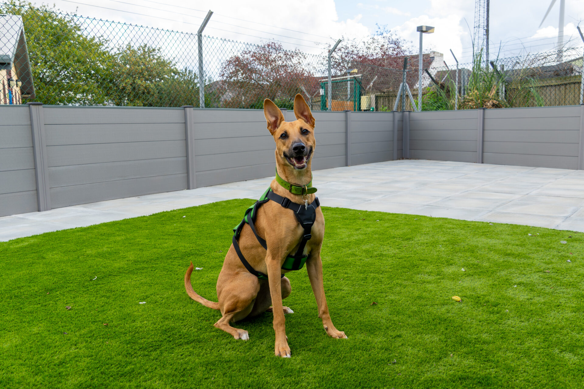 A brown dog wearing a black harness sits on green artificial grass in a fenced back garden with grey panels and some trees in the background.