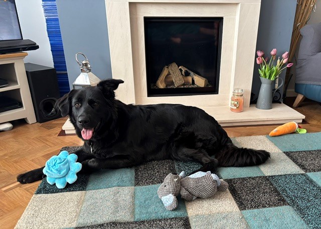 A German Shepherd cross Retriever dog named Hera lies on a chequered rug by the fireplace, surrounded by toys including a blue flower and soft toy. Pink tulips and a candle sit nearby.
