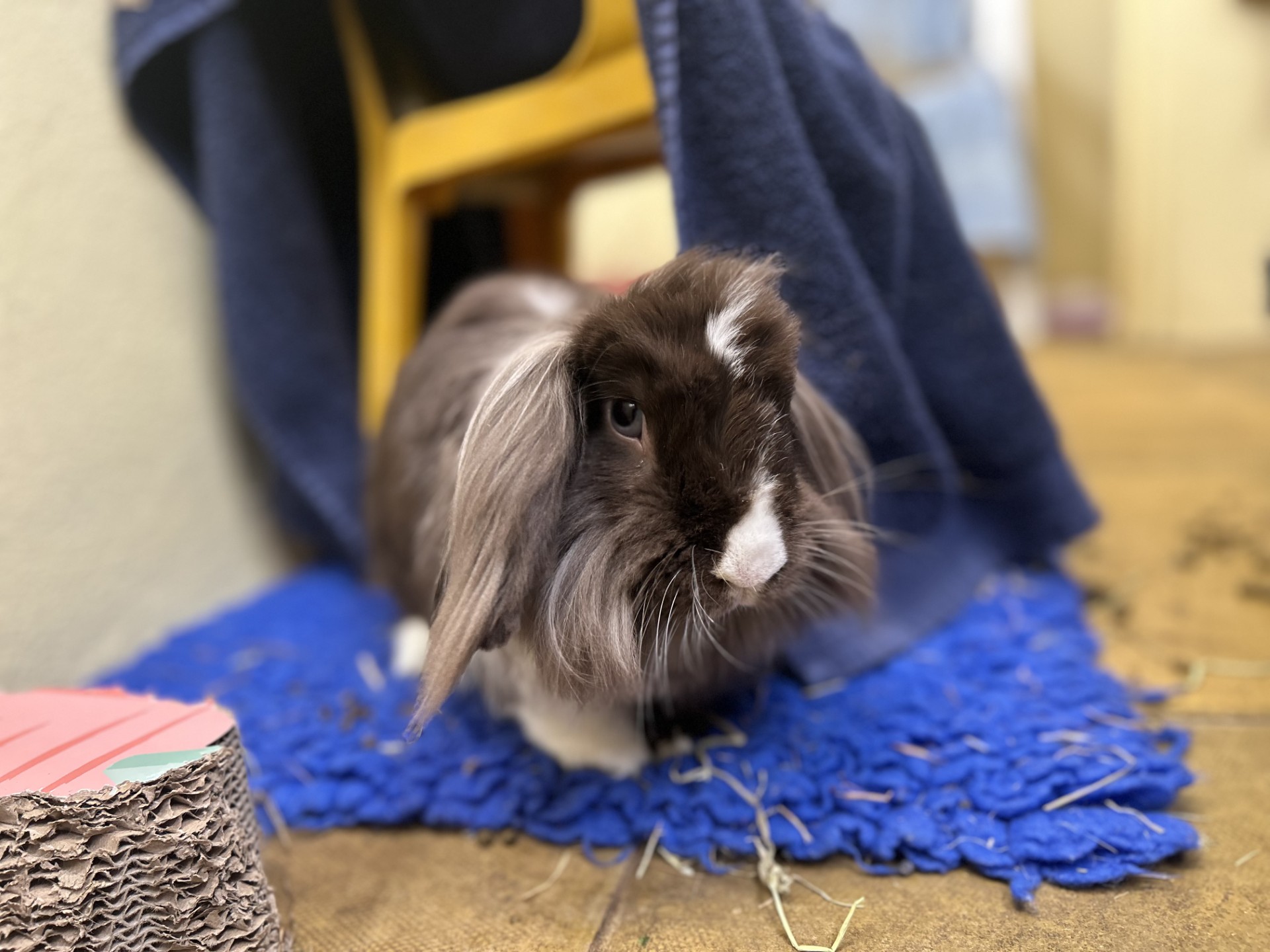 A fluffy brown and white rabbit with long ears sits on a blue mat, under a yellow chair draped with a blue towel, with hay scattered about.