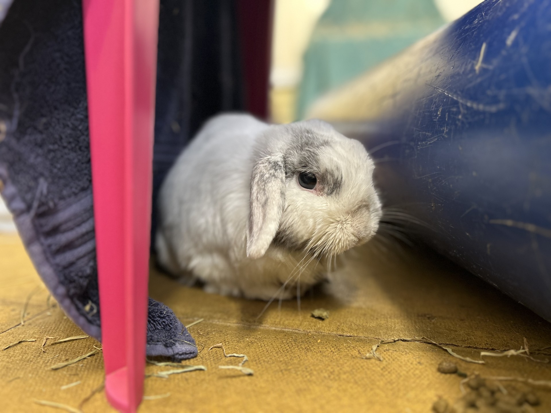 A white and grey lop-eared rabbit sits on a concrete floor between a pink plastic chair and a blue tunnel. Some hay is scattered nearby.