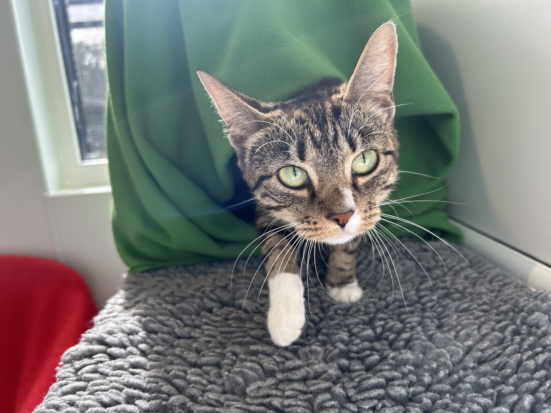 A tabby cat with green eyes and a white paw steps forward on a grey textured surface, with a green blanket draped behind it and sunlight streaming through a nearby window.