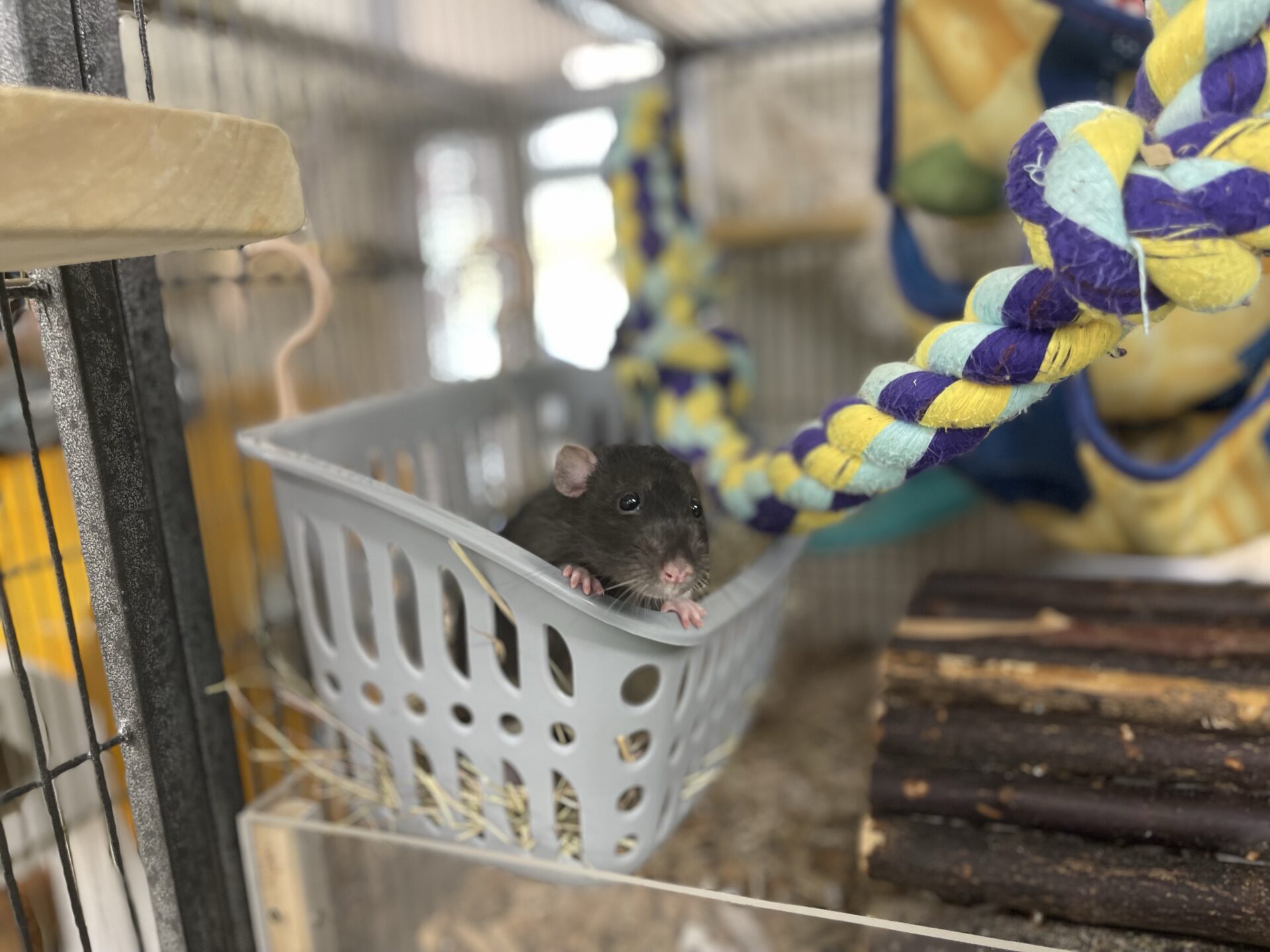 A black rat sits in a grey plastic basket inside a cage. Colourful braided ropes and wooden logs are nearby, with bedding and toys visible in the background.