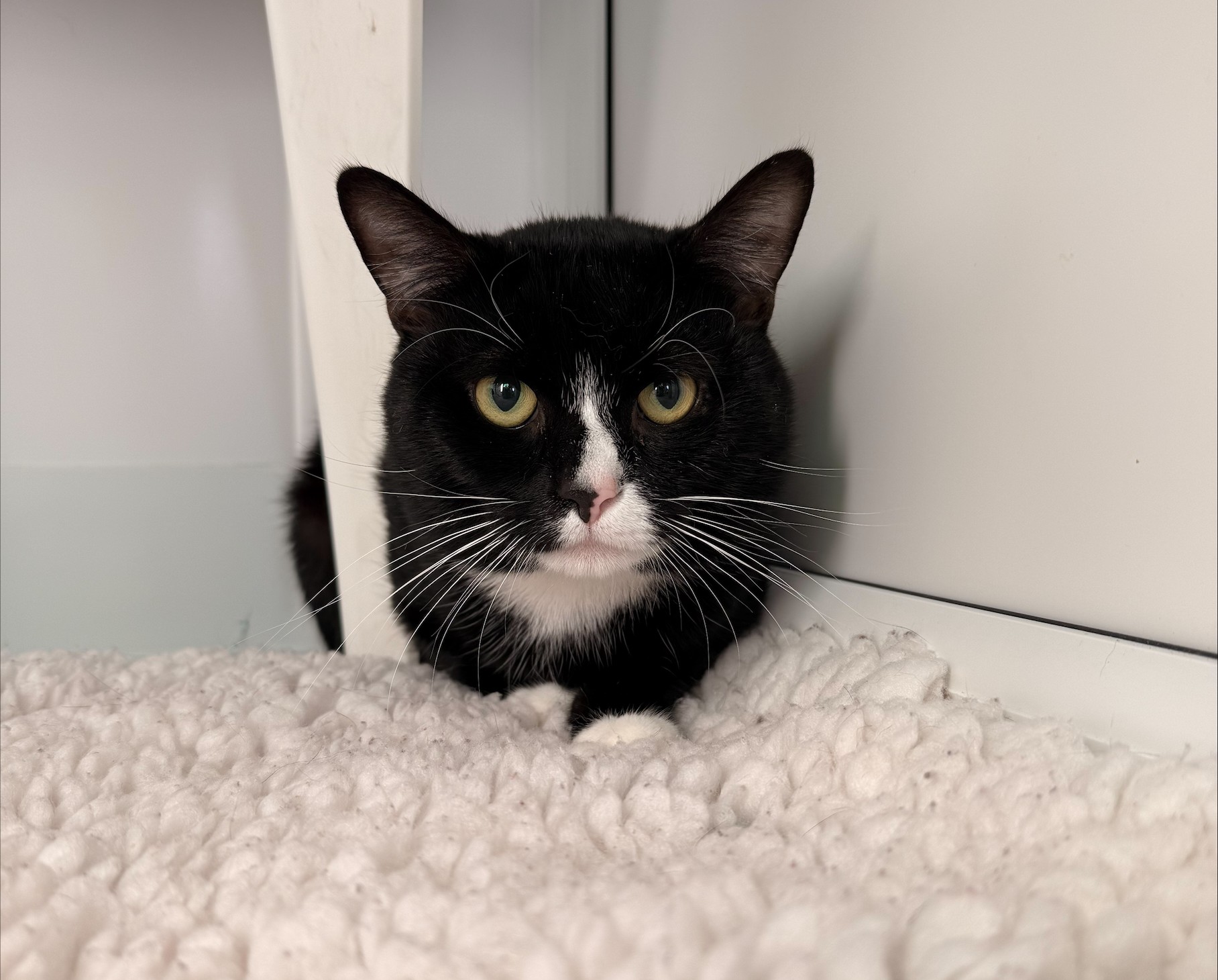 A black and white cat with yellow eyes lies on a fluffy white rug, looking directly at the camera. The cat is partially under a piece of white furniture.