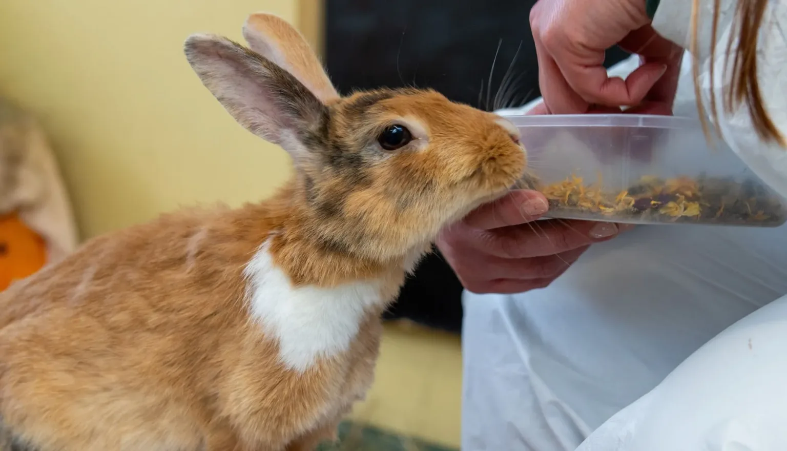 A brown and white rabbit sniffs a clear container of food held by a person wearing white clothing.
