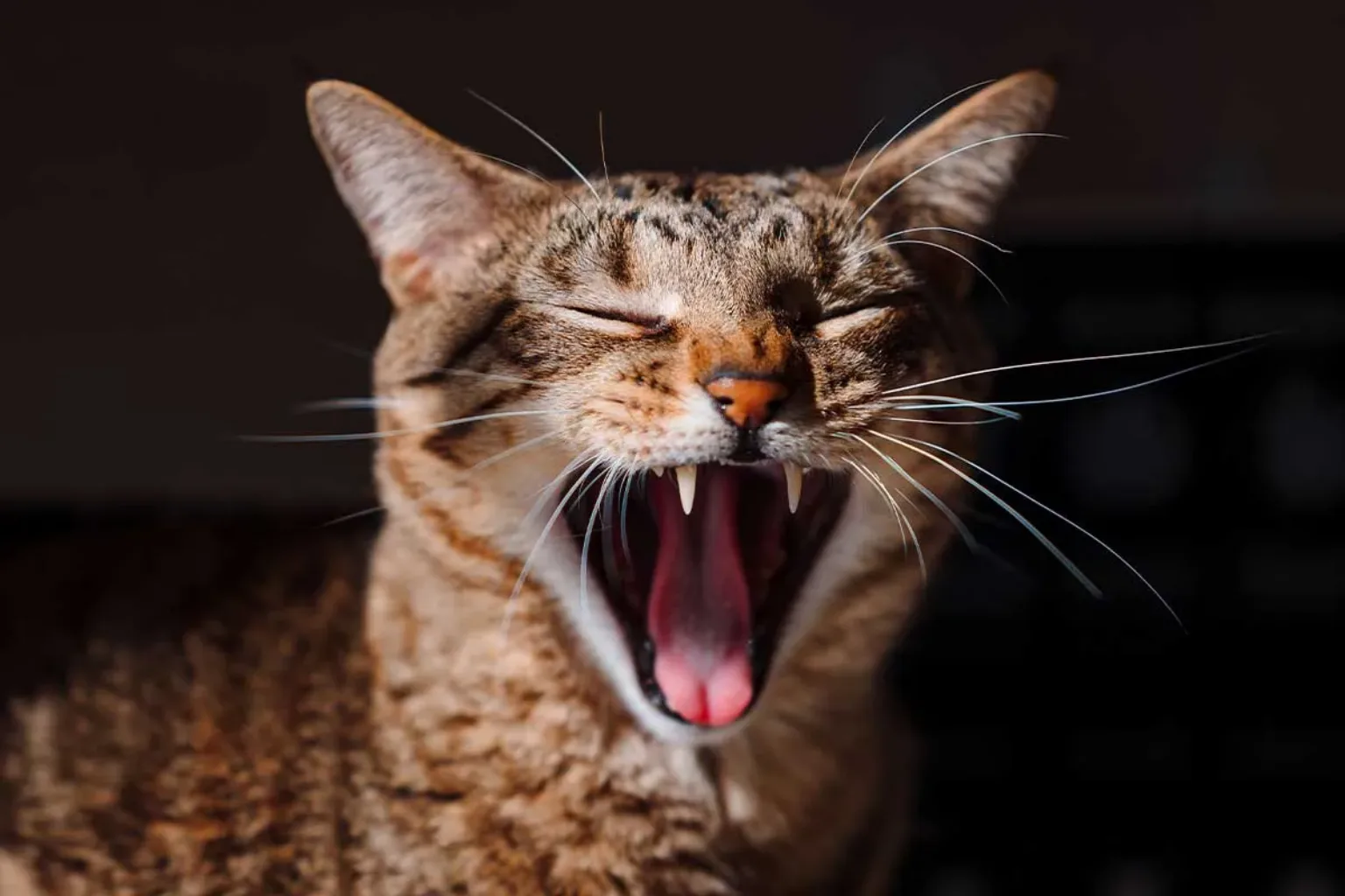 A tabby cat at night time with its eyes closed, mouth wide open in a yawn, showing its teeth.