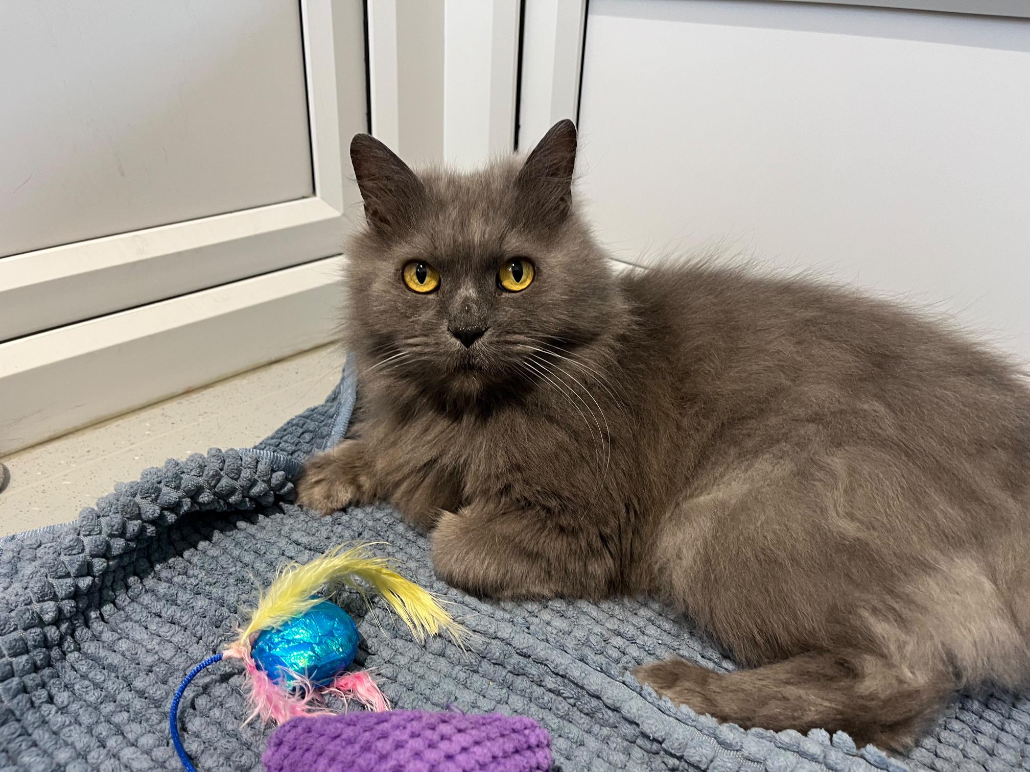 A fluffy grey cat with yellow eyes lying on a blue textured mat next to a small feathered toy.