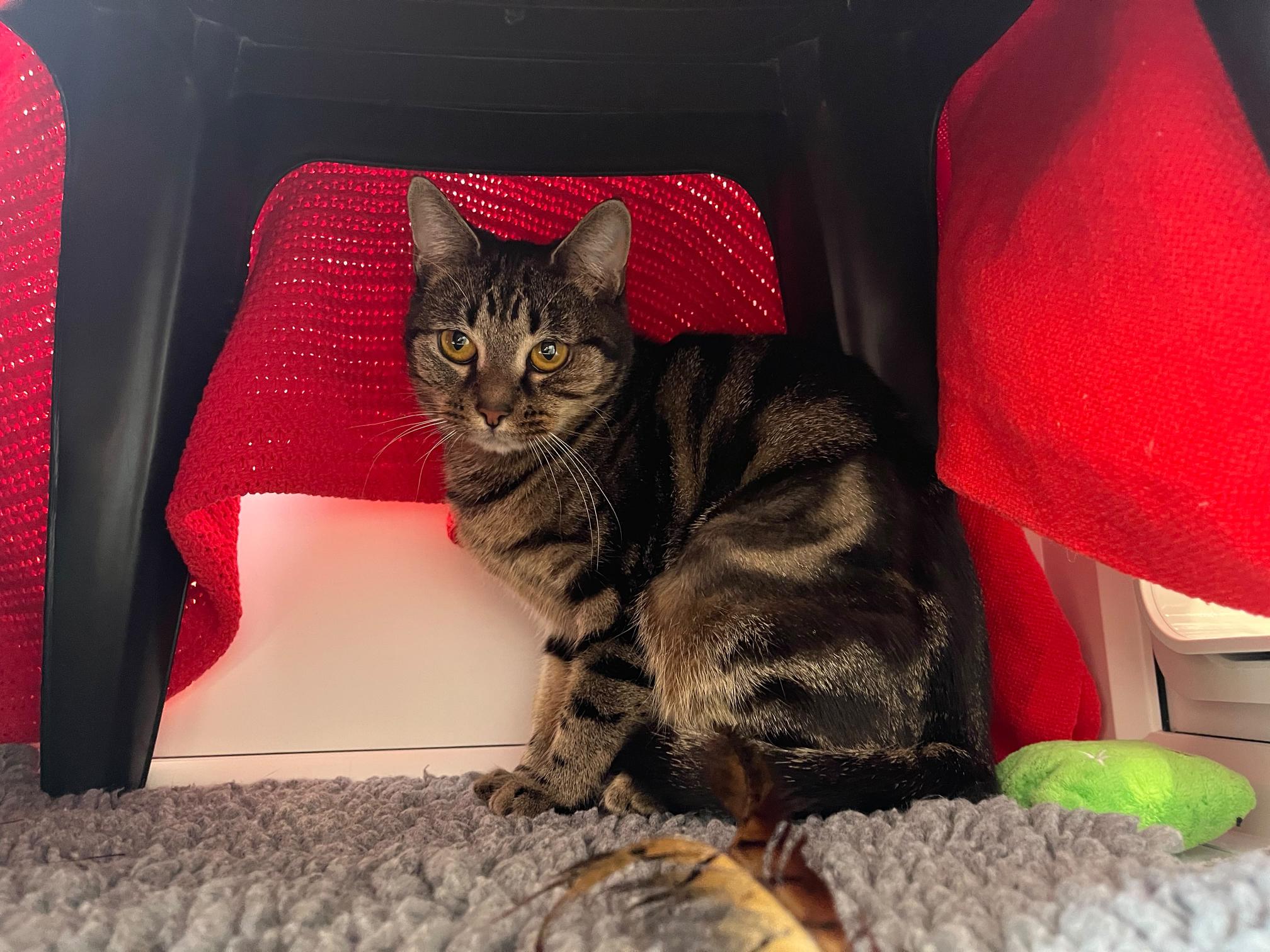 A tabby cat sits under a black chair draped with a red cloth.