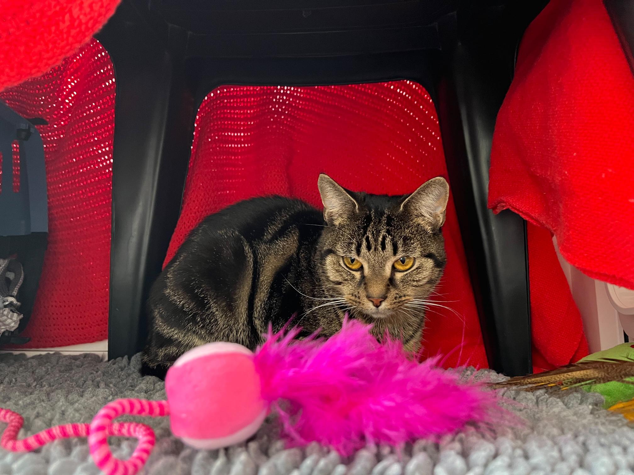 A tabby cat sitting under a small black table draped with a red blanket, with a pink feather toy in the foreground.
