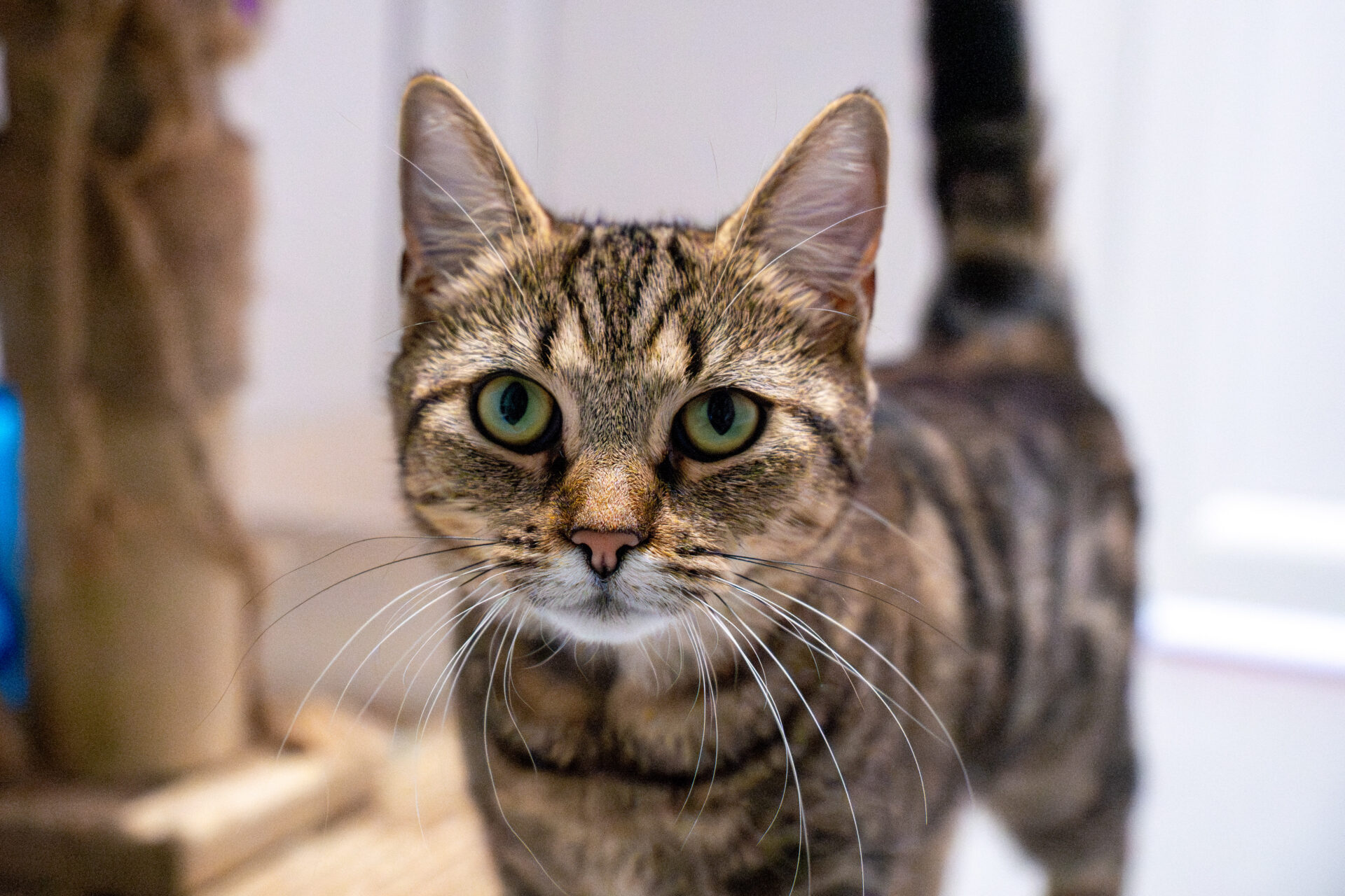 A brown tabby cat with green eyes looks directly at the camera.