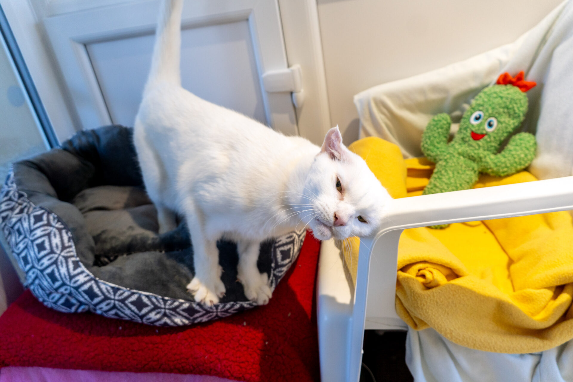 A white cat stands in a pet bed and rests its head against the arm of a white chair next to a soft cactus toy.