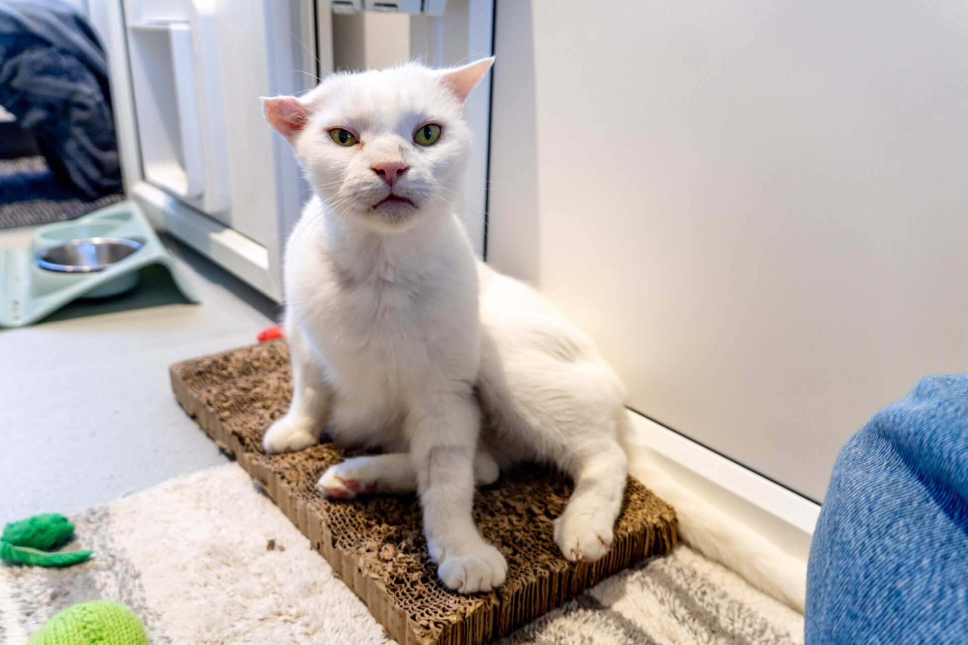 A white cat with pinned ears sits on a rectangular cardboard scratcher.