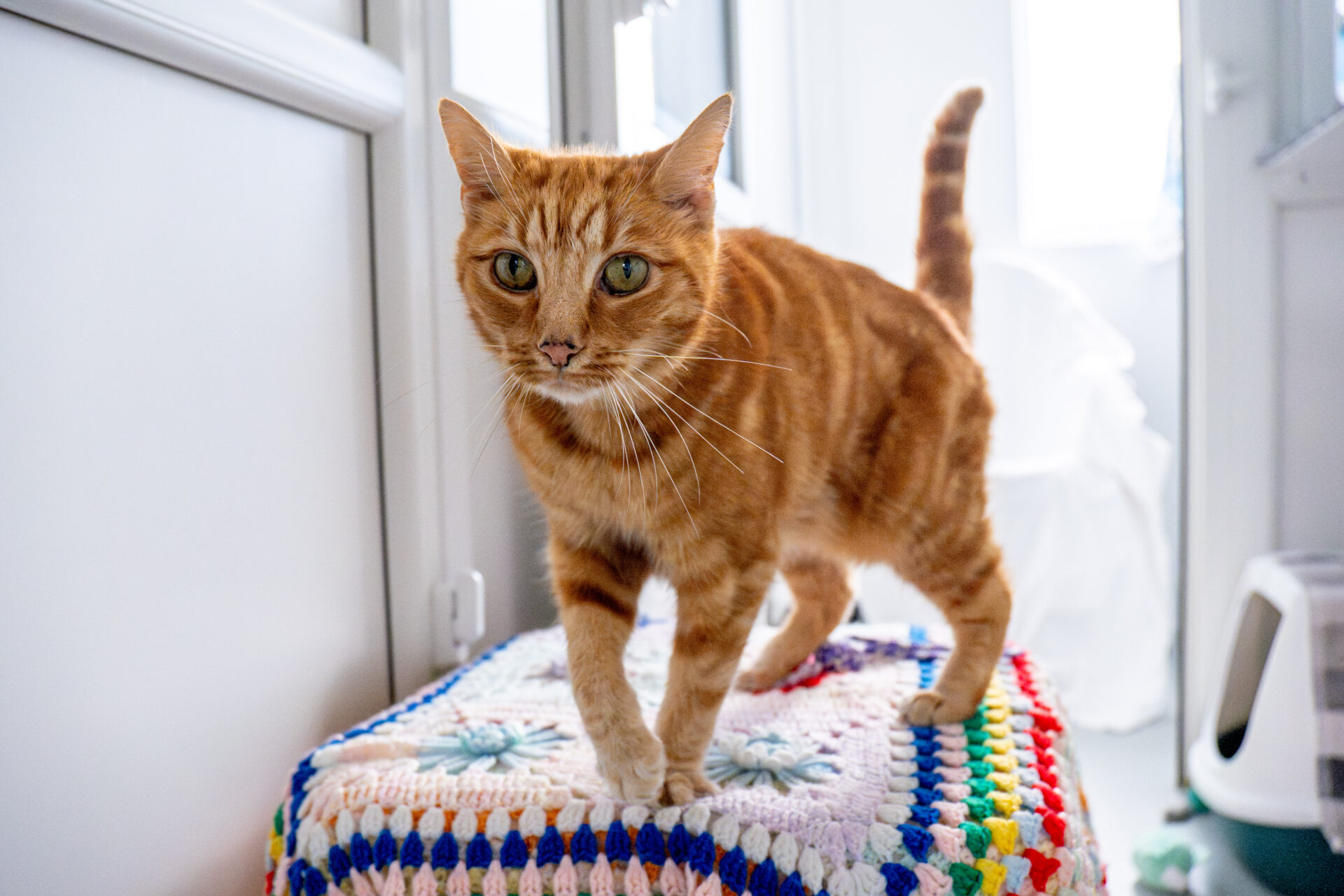 An orange tabby cat with green eyes stands on a colourful crocheted blanket in a bright room.