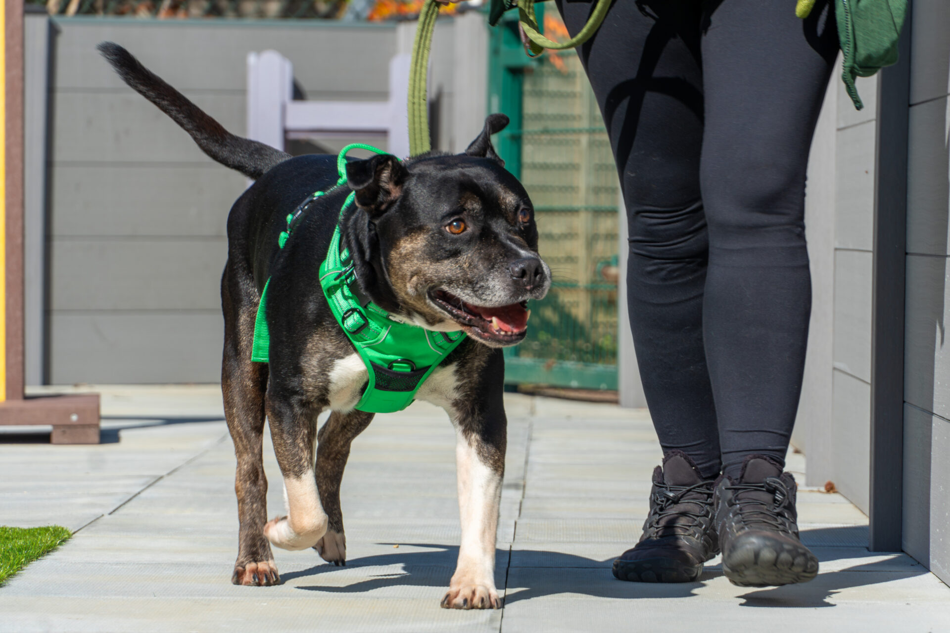 A black and brown dog wearing a green harness walks on a pavement next to a person dressed in black trousers and shoes.