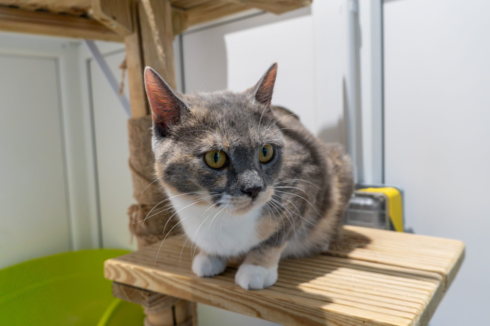 A grey and white tortoiseshell cat sitting on a wooden cat tree perch.