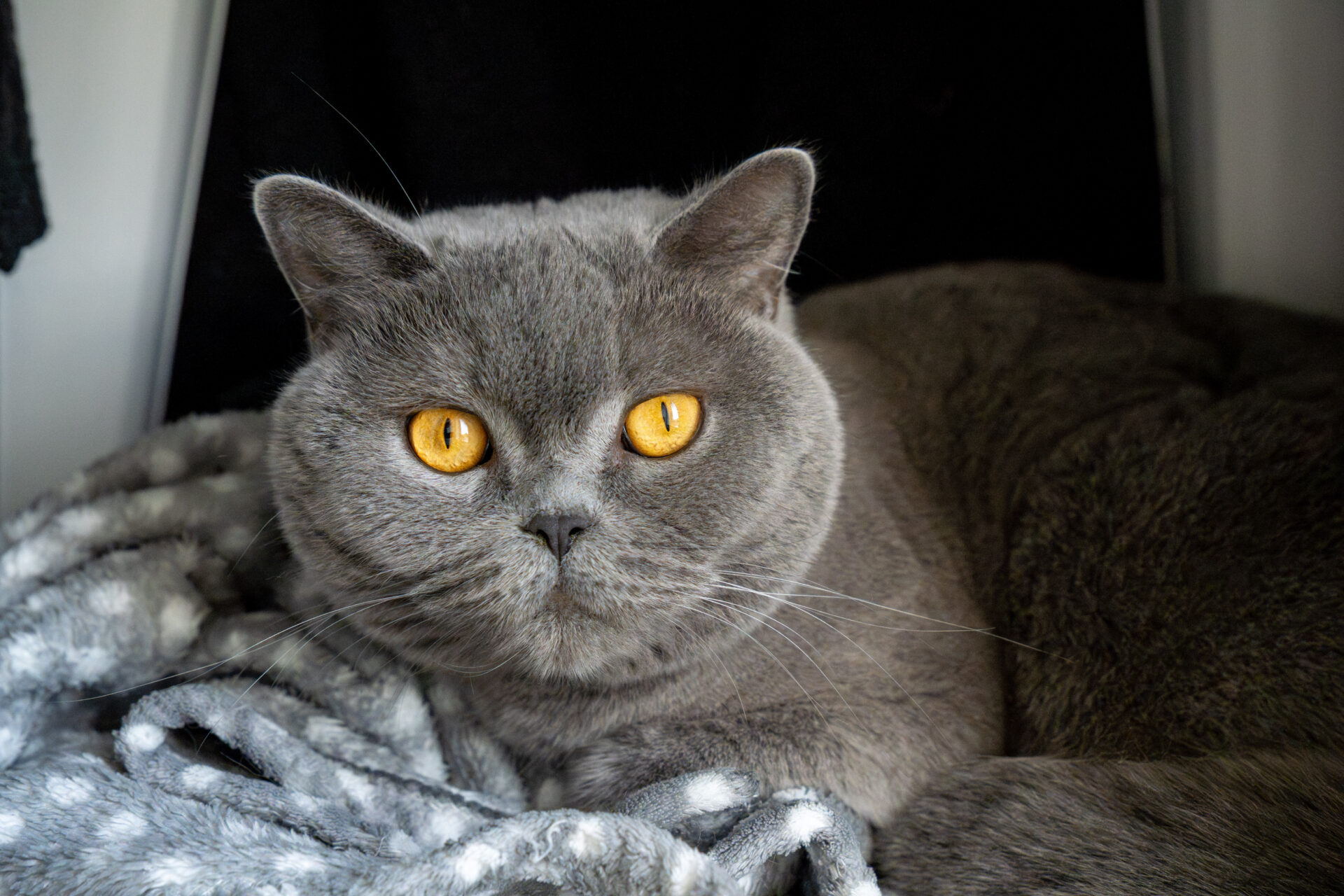 A grey cat with bright amber eyes rests on a patterned blanket.