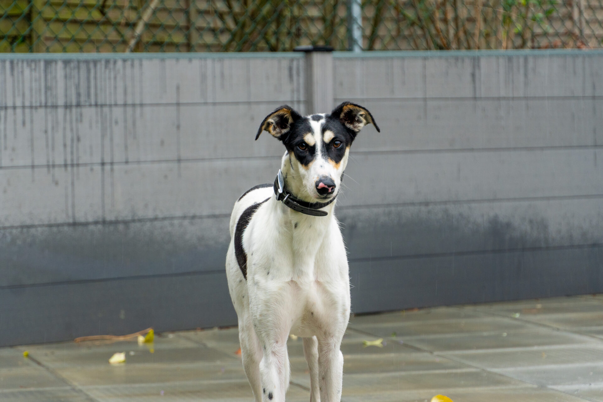 A white and black Lurcher with a black collar stands on a patio.