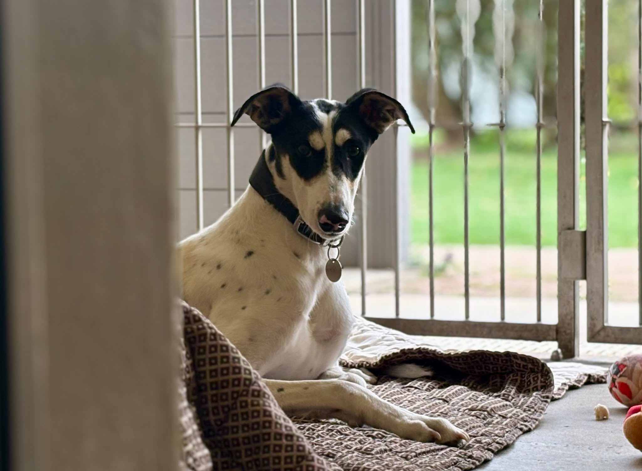 A black and white Lurcher with a dark collar rests on a patterned mat in a kennel.