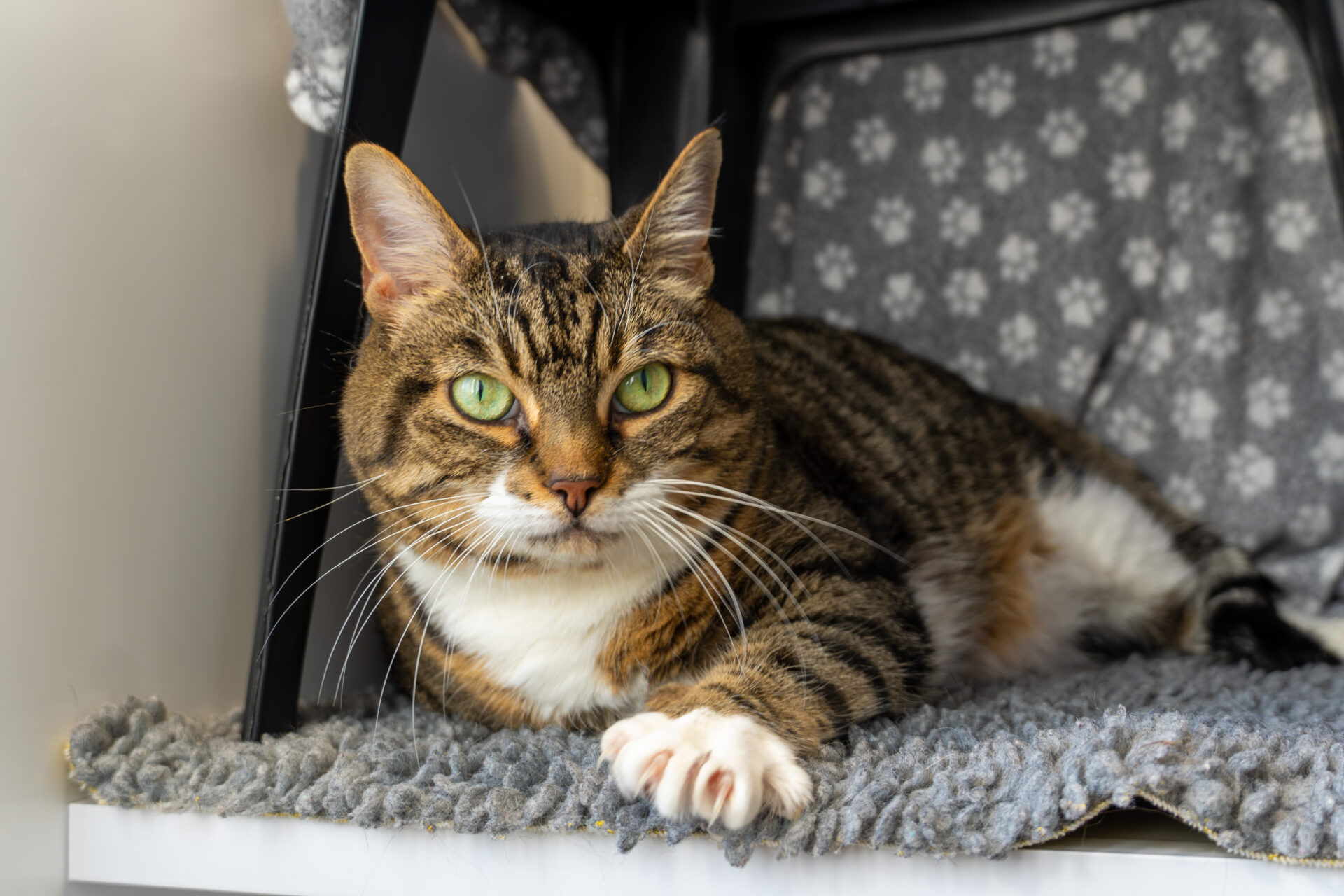 A tabby cat with green eyes and white paws lying on a grey mat.