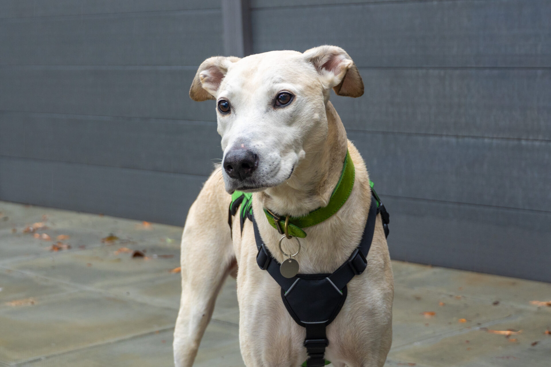A light-coloured dog with a green collar and black harness stands outdoors.