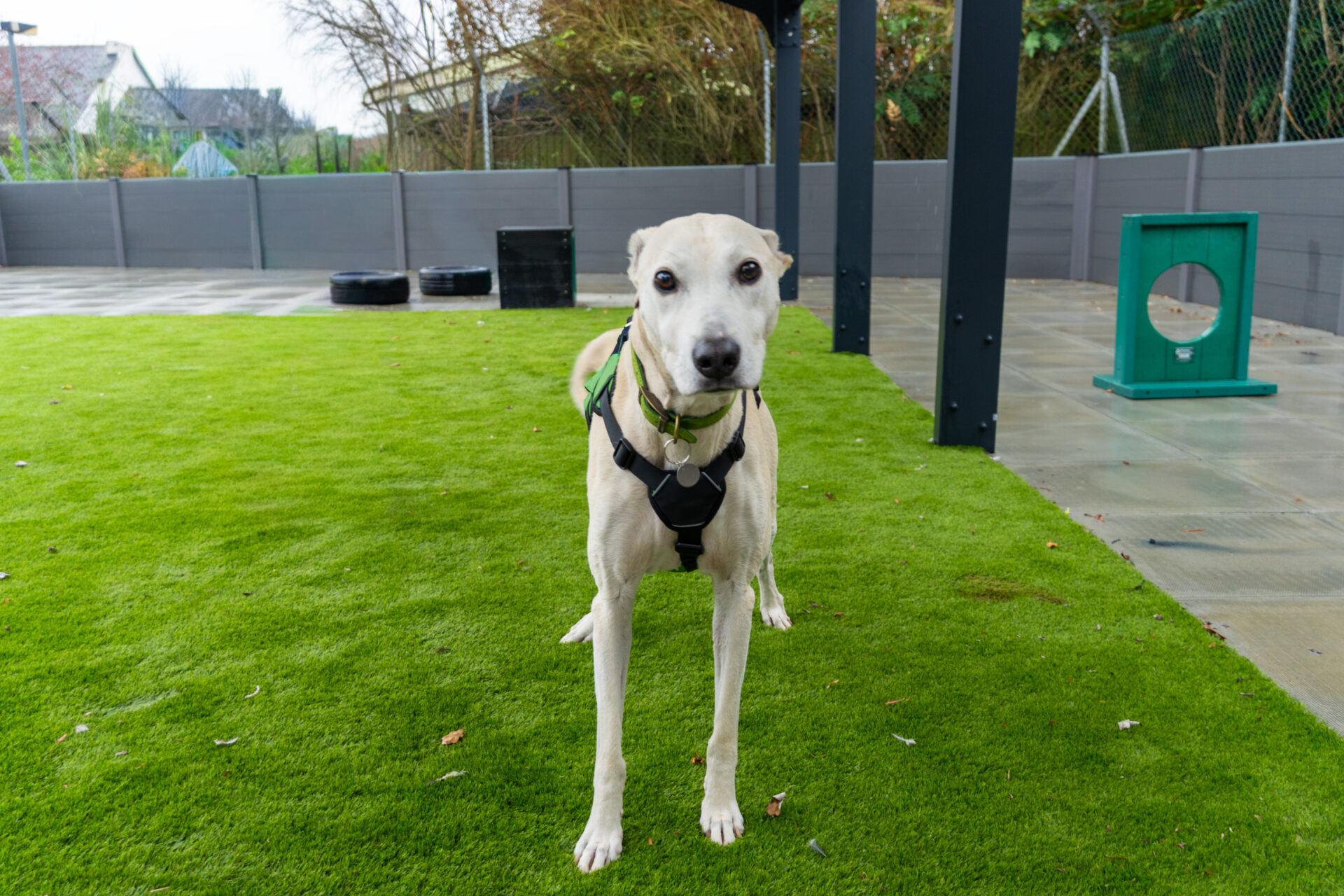 A cream-coloured dog with a green collar and black harness standing on a patch of artificial grass in an outdoor dog park.