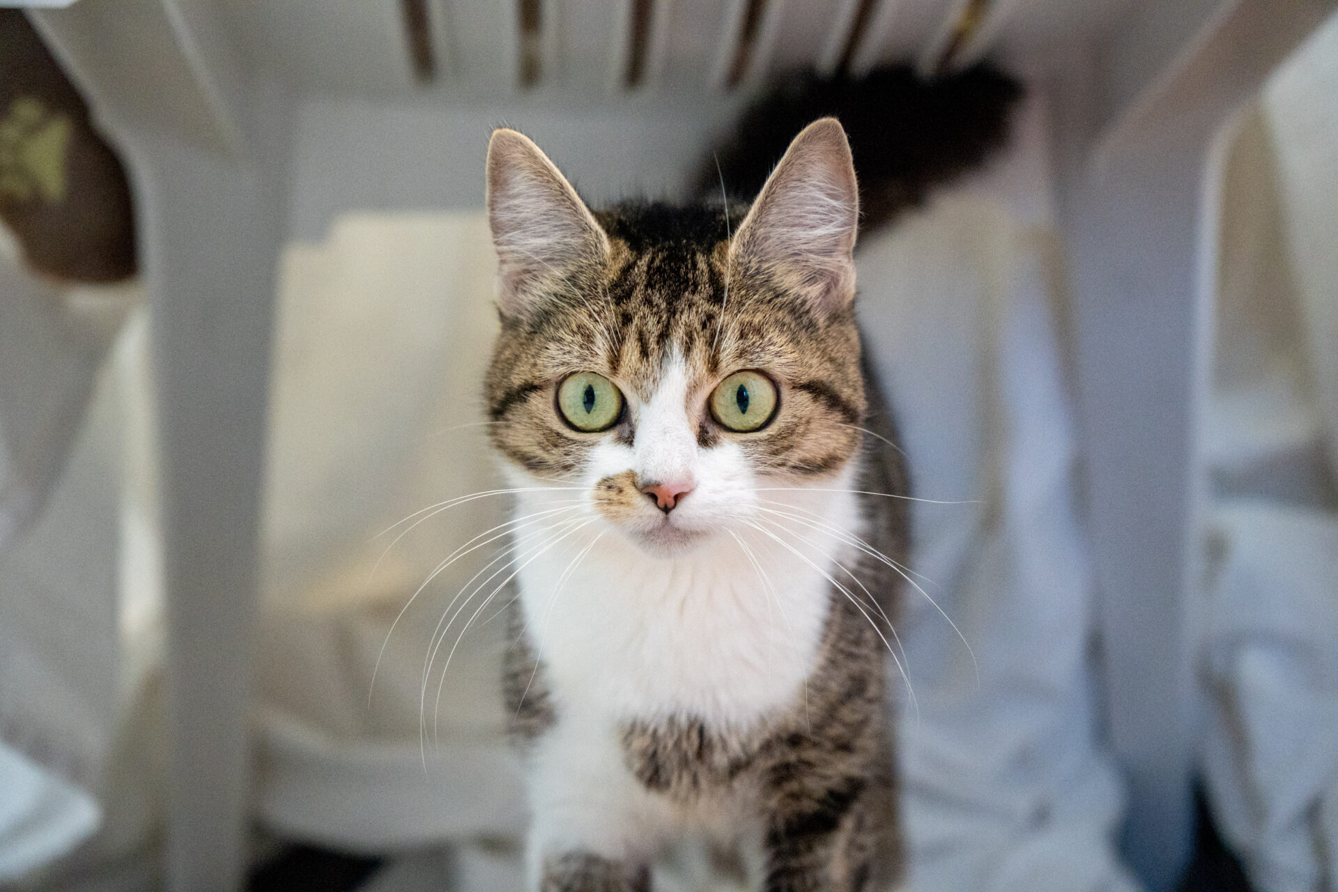 A tabby and white cat with wide green eyes looks directly at the camera.