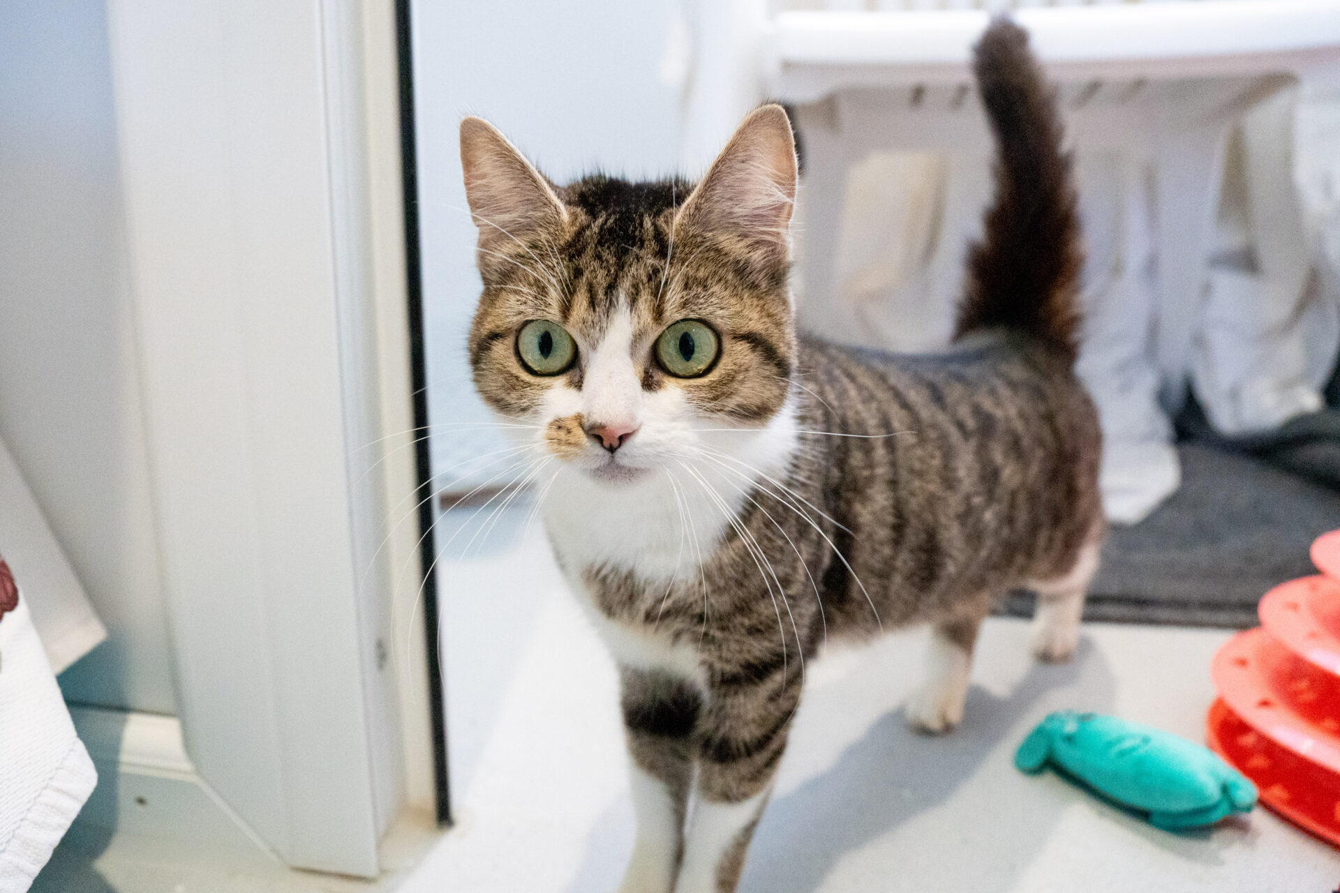 A tabby cat with white patches and large green eyes stands looking towards the camera.