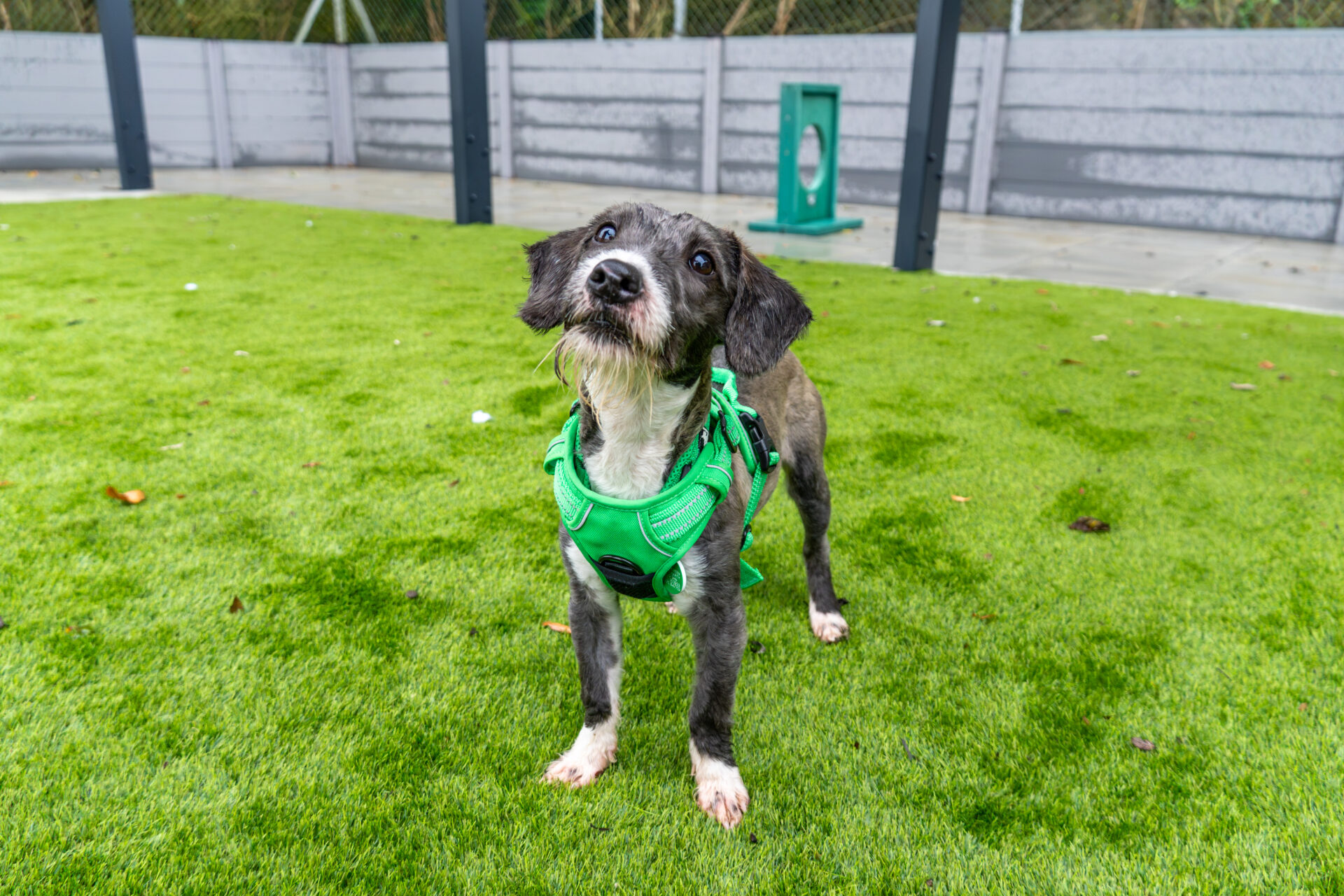 A scruffy grey and white puppy wearing a bright green harness stands on an artificial grass dog park.