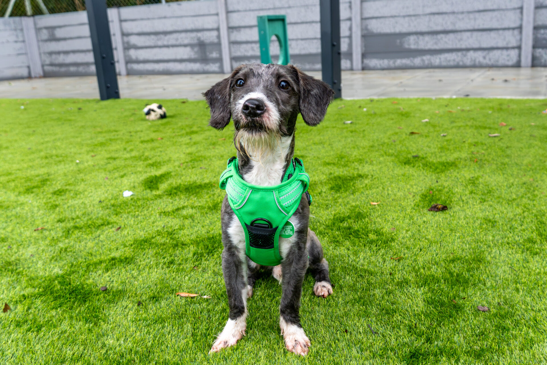 A scruffy dog with a green harness sits on a patch of artificial grass.