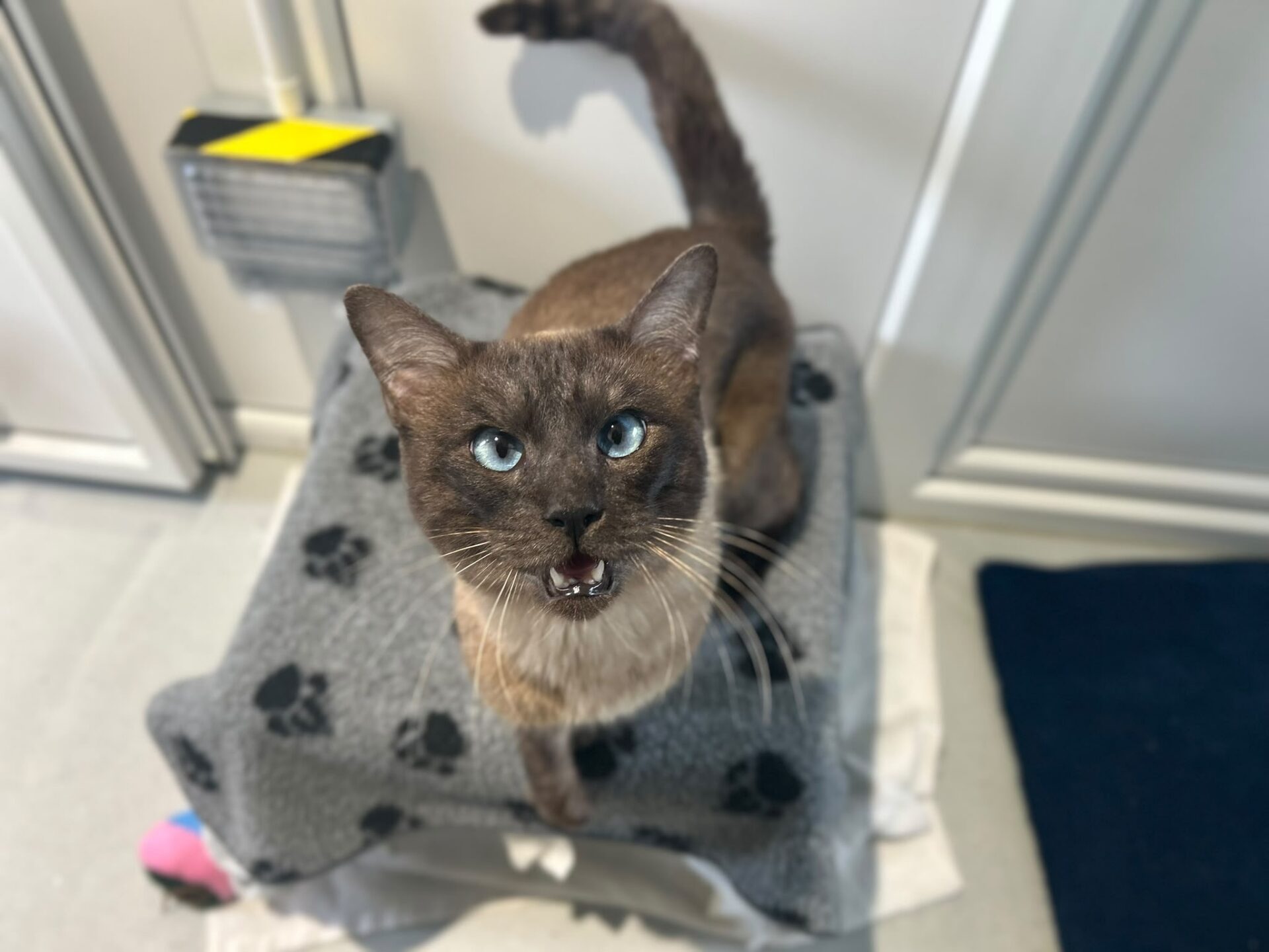 A Siamese cat with bright blue eyes and an open mouth sits on a grey pet bed patterned with black paw prints.