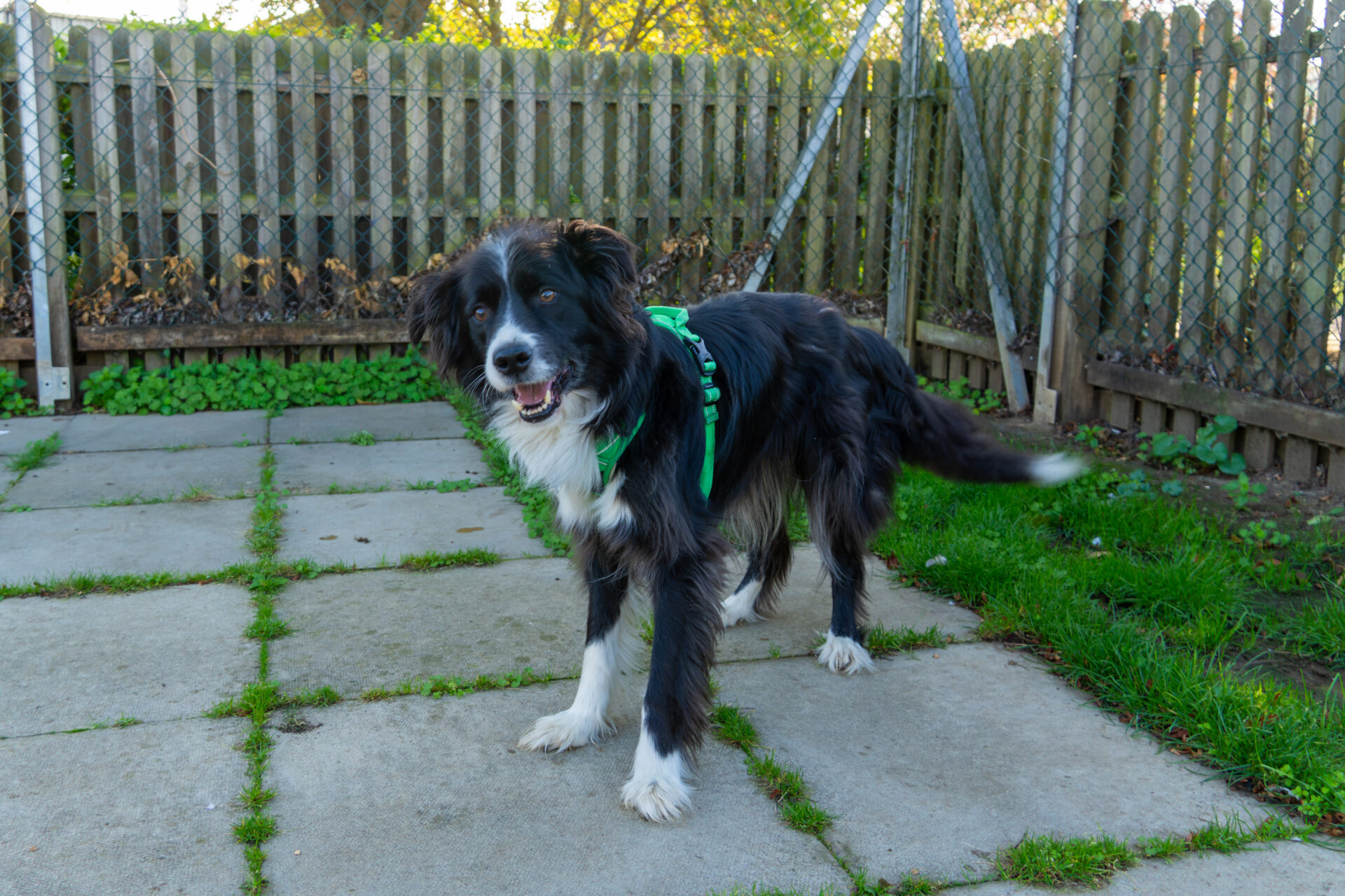 A black and white border collie wearing a green harness stands on a paved patio.