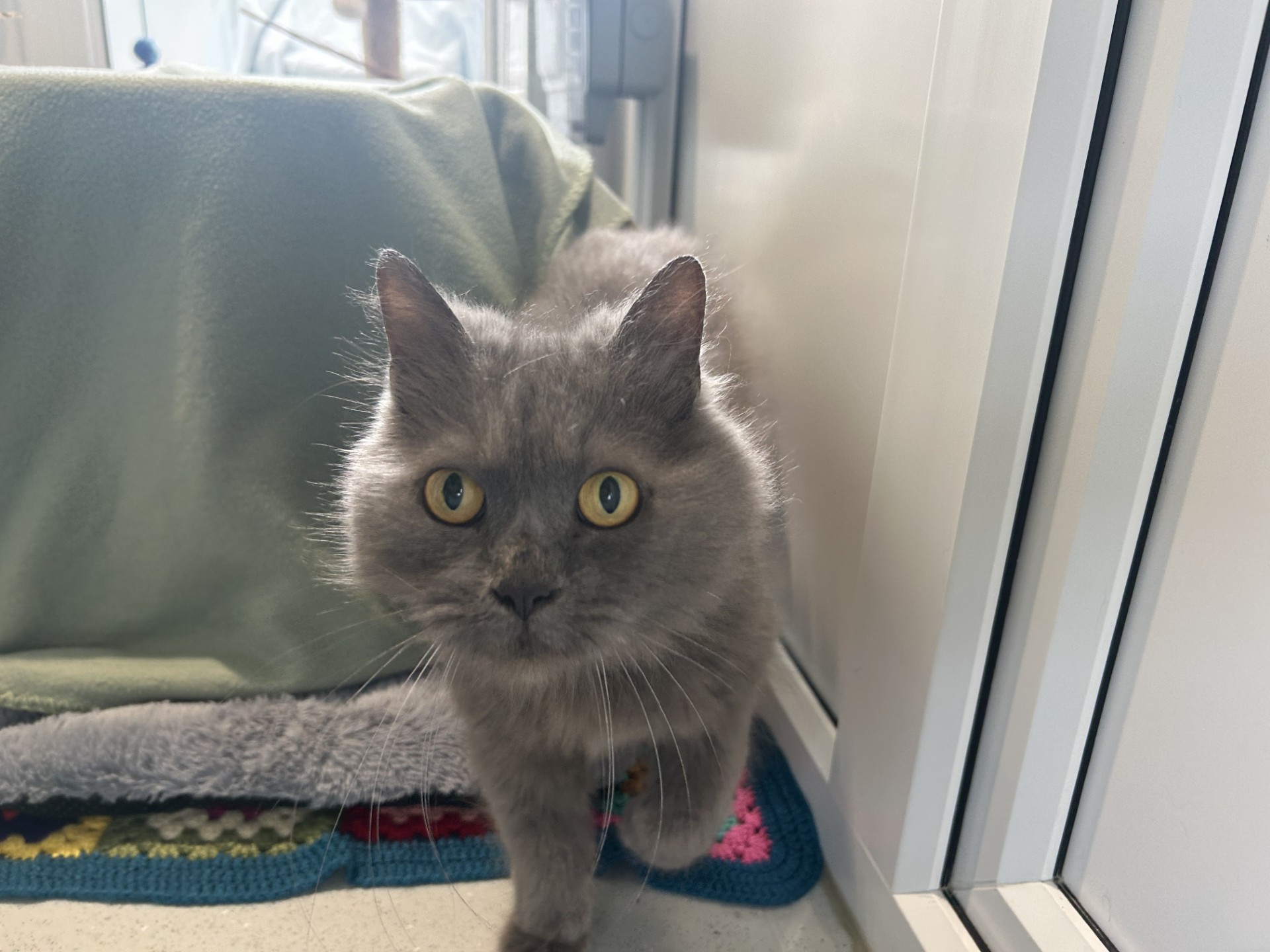 A fluffy grey cat with yellow eyes stands on a colourful mat next to a green blanket, looking directly at the camera indoors.