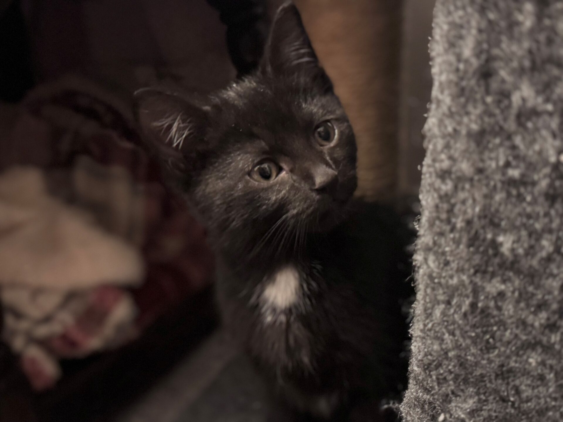 A small black kitten with a white patch on its chest, looking towards the camera.