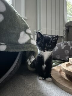 A small black-and-white kitten sitting on a carpet near a blanket and wooden discs.