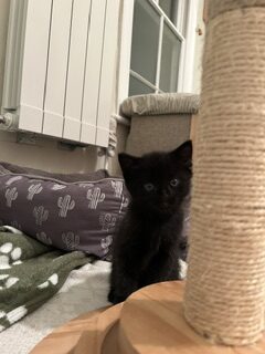 A small black kitten sits next to a sisal rope scratching post.