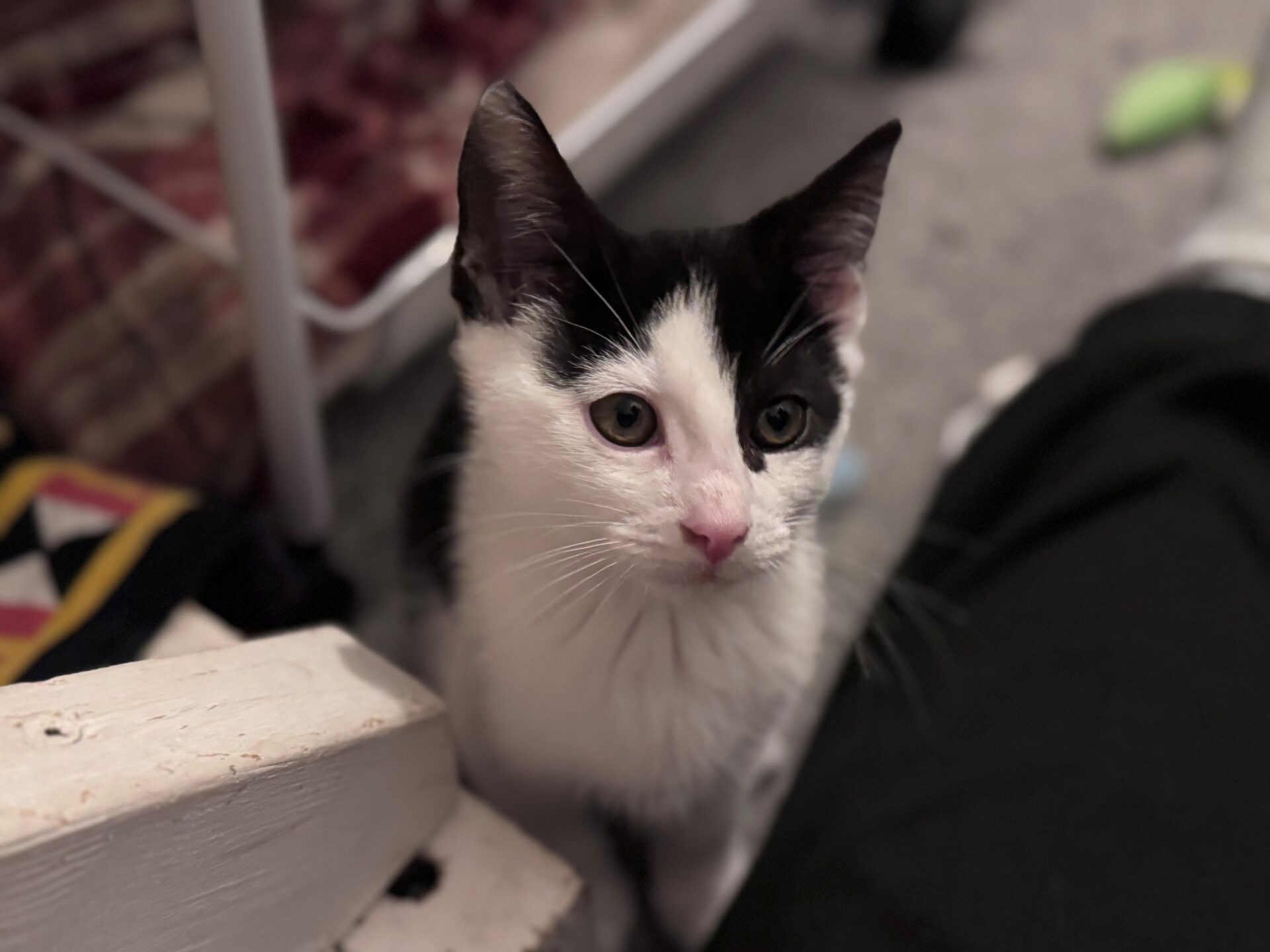 A black and white kitten with a pink nose looks upwards.