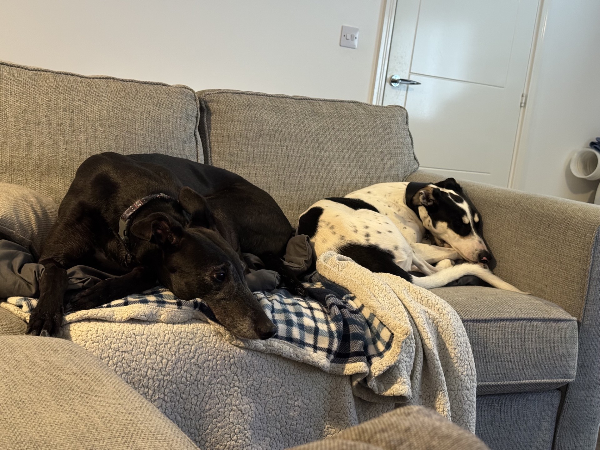 A black greyhound and a black-and-white spotted lurcher named Gomez resting together on a grey sofa.