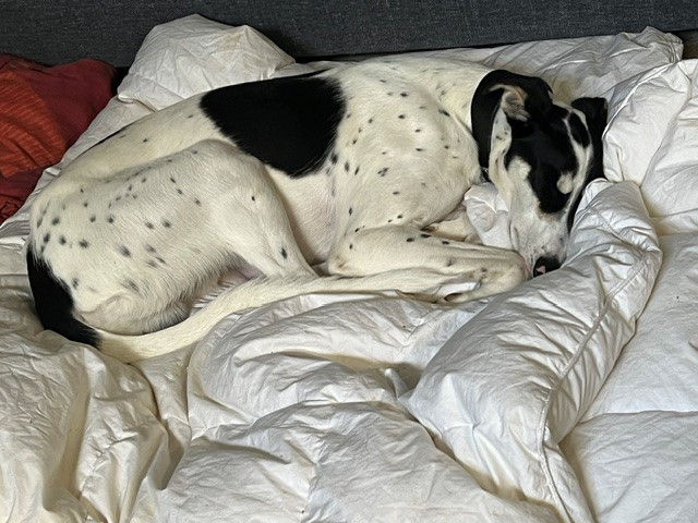 Gomez, a white lurcher with black spots, curled up sleeping on a white duvet.