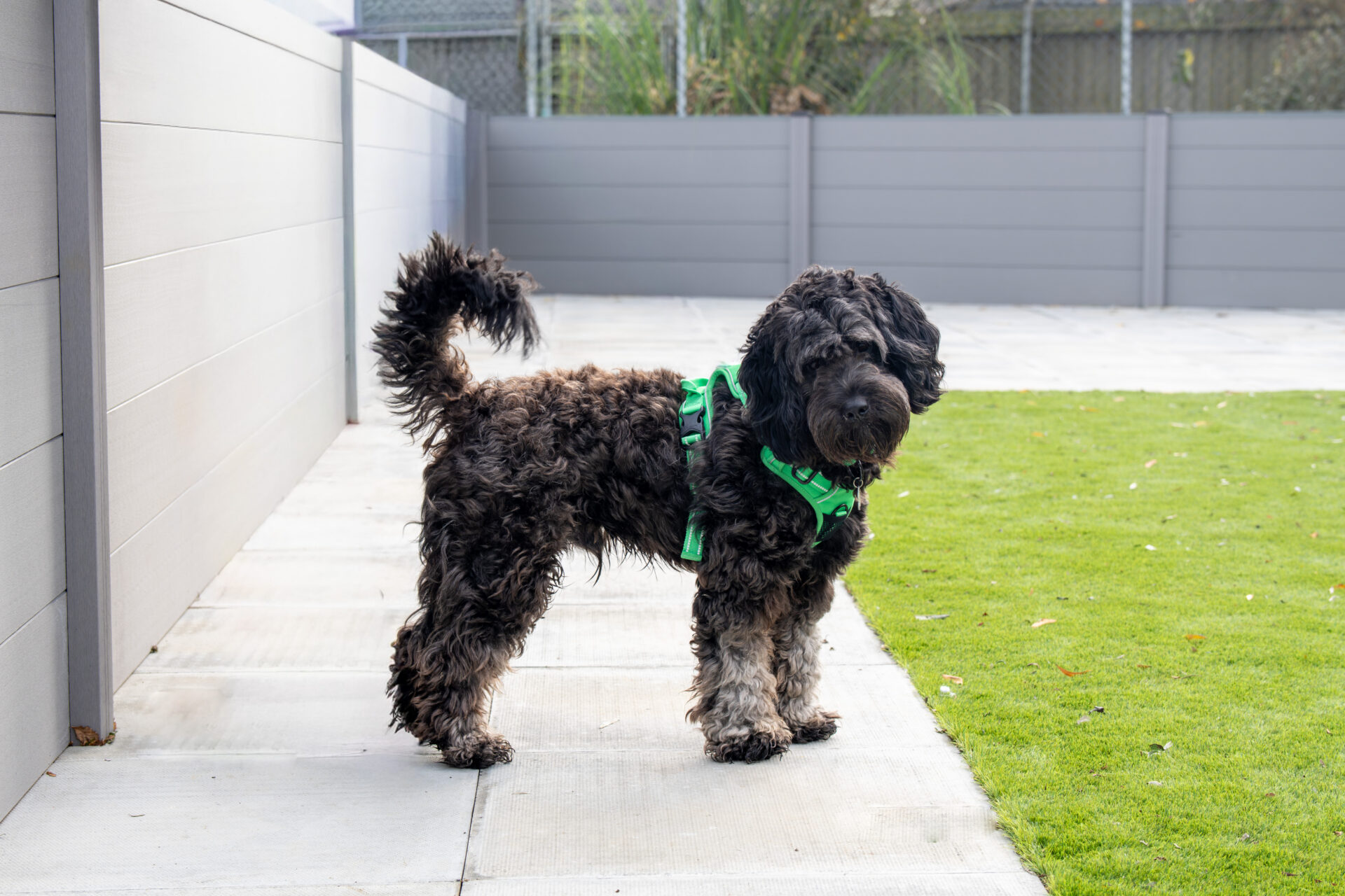 A curly-haired, black and brown dog wearing a bright green harness stands on a patio next to a patch of grass.