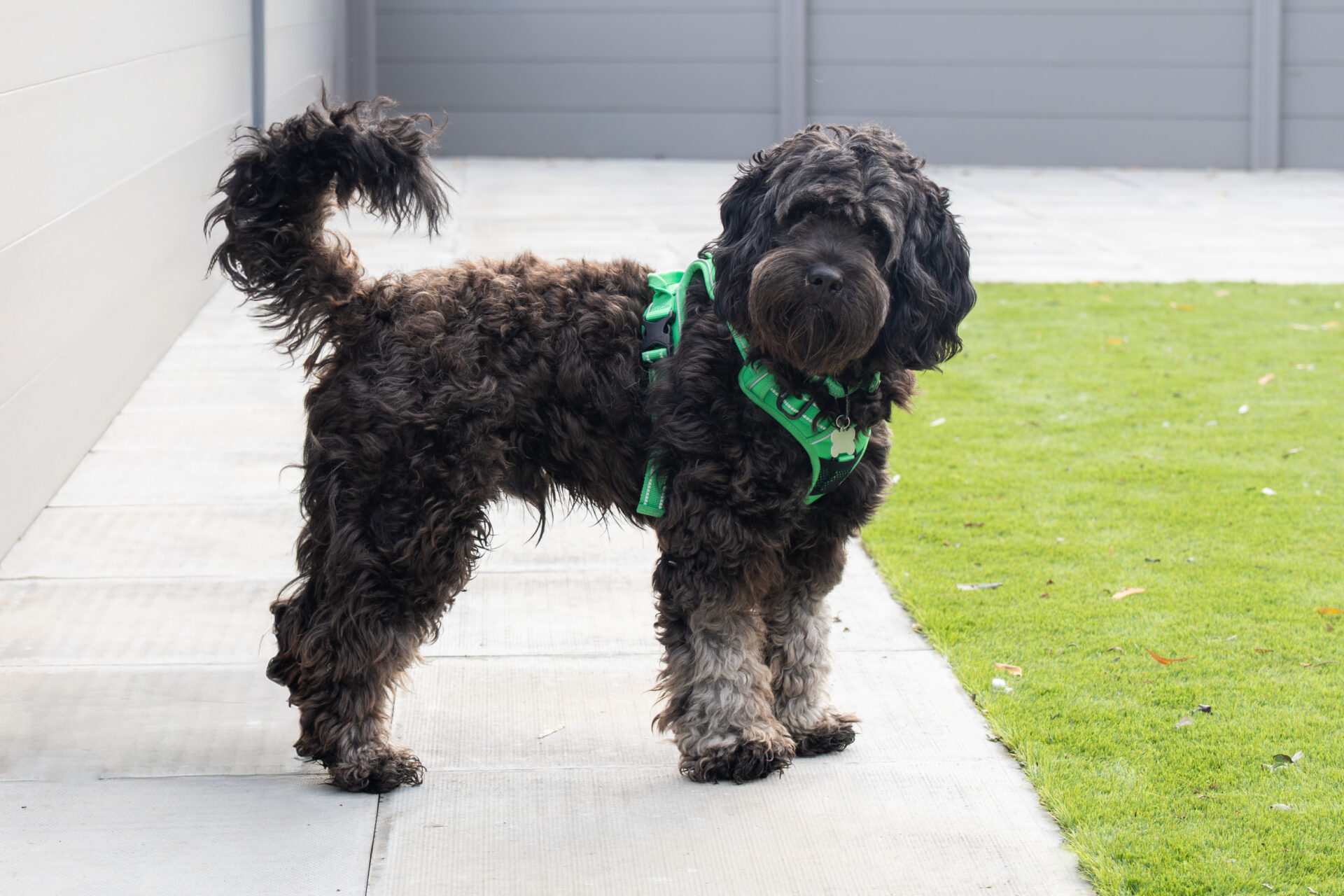 A curly-haired, dark brown cockapoo with light-coloured paws stands on a patio wearing a green harness.