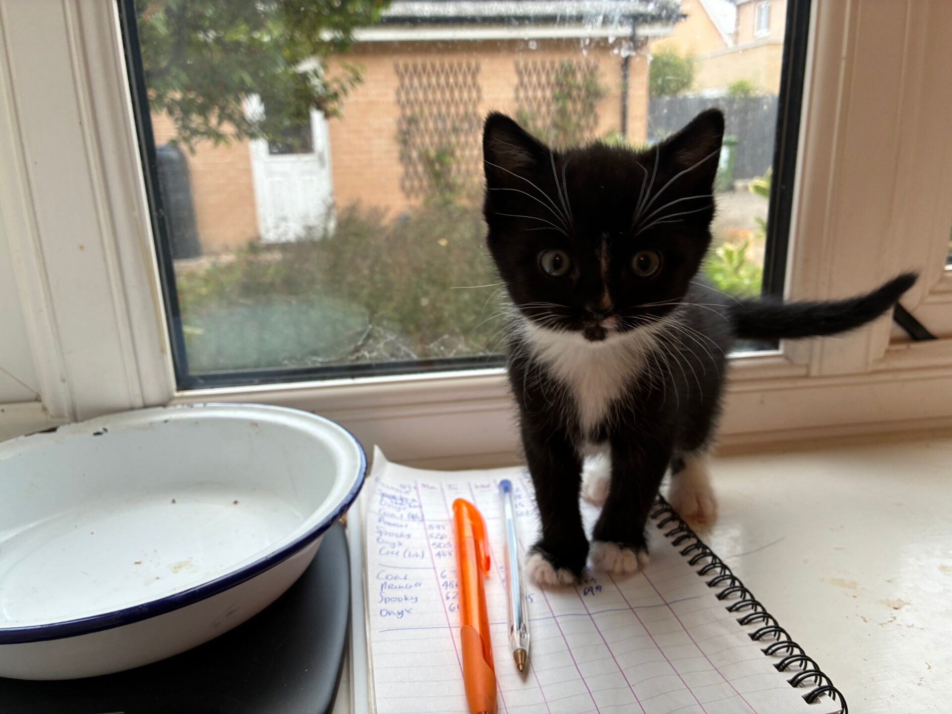 A black and white kitten stands on a spiral notebook next to an orange pen and an empty food bowl in front of a window.