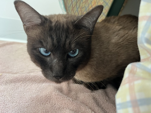 A Siamese cat with bright blue eyes resting on a pink towel.