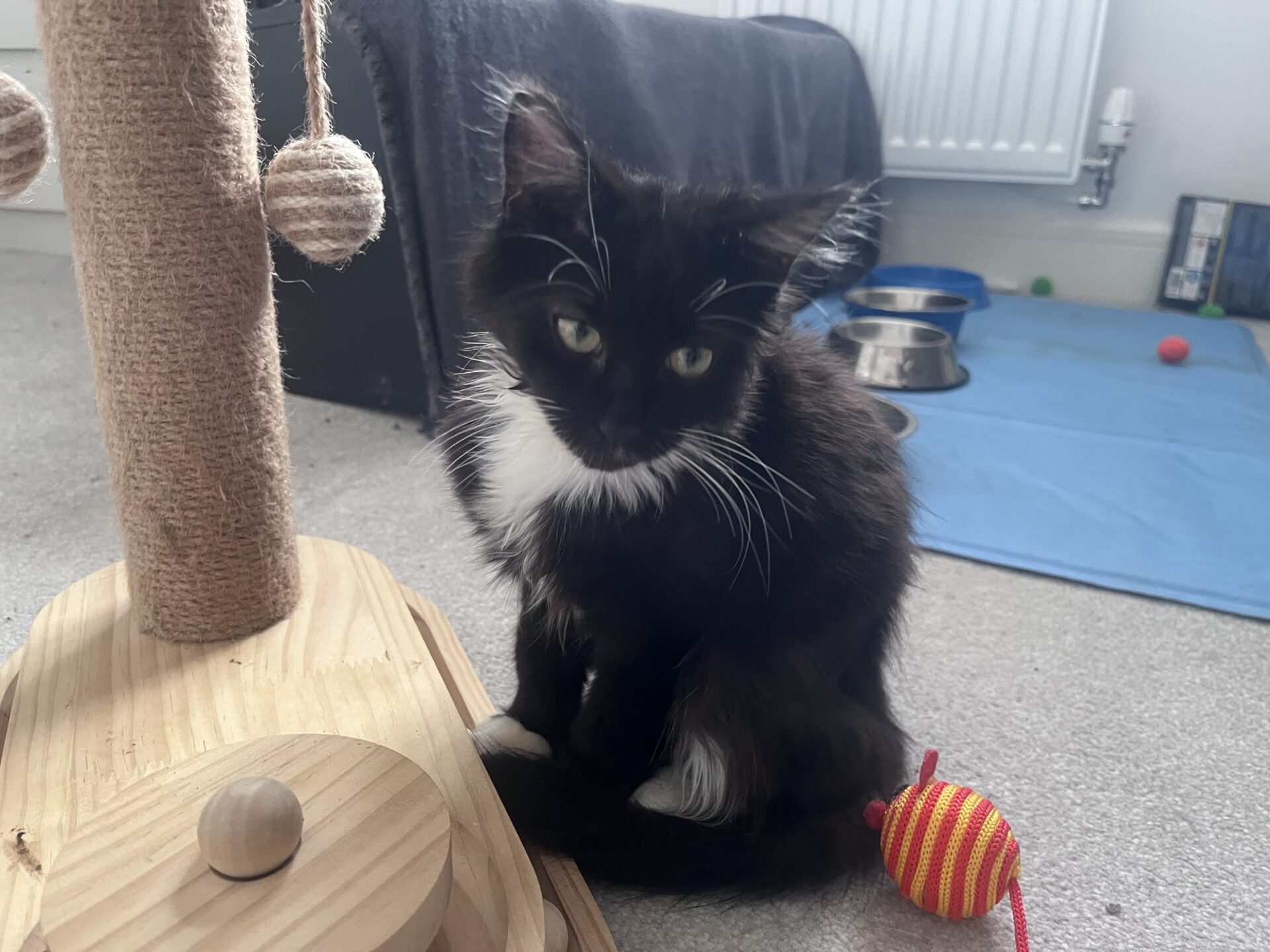 A black and white kitten sitting on the floor next to a wooden cat tree and a small striped toy.