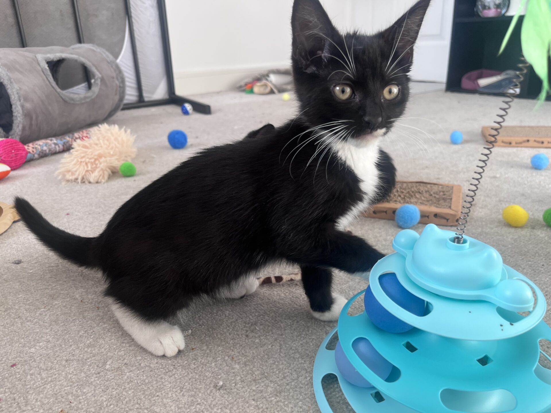 A black and white kitten plays with a blue circular toy with balls inside on a carpeted floor.