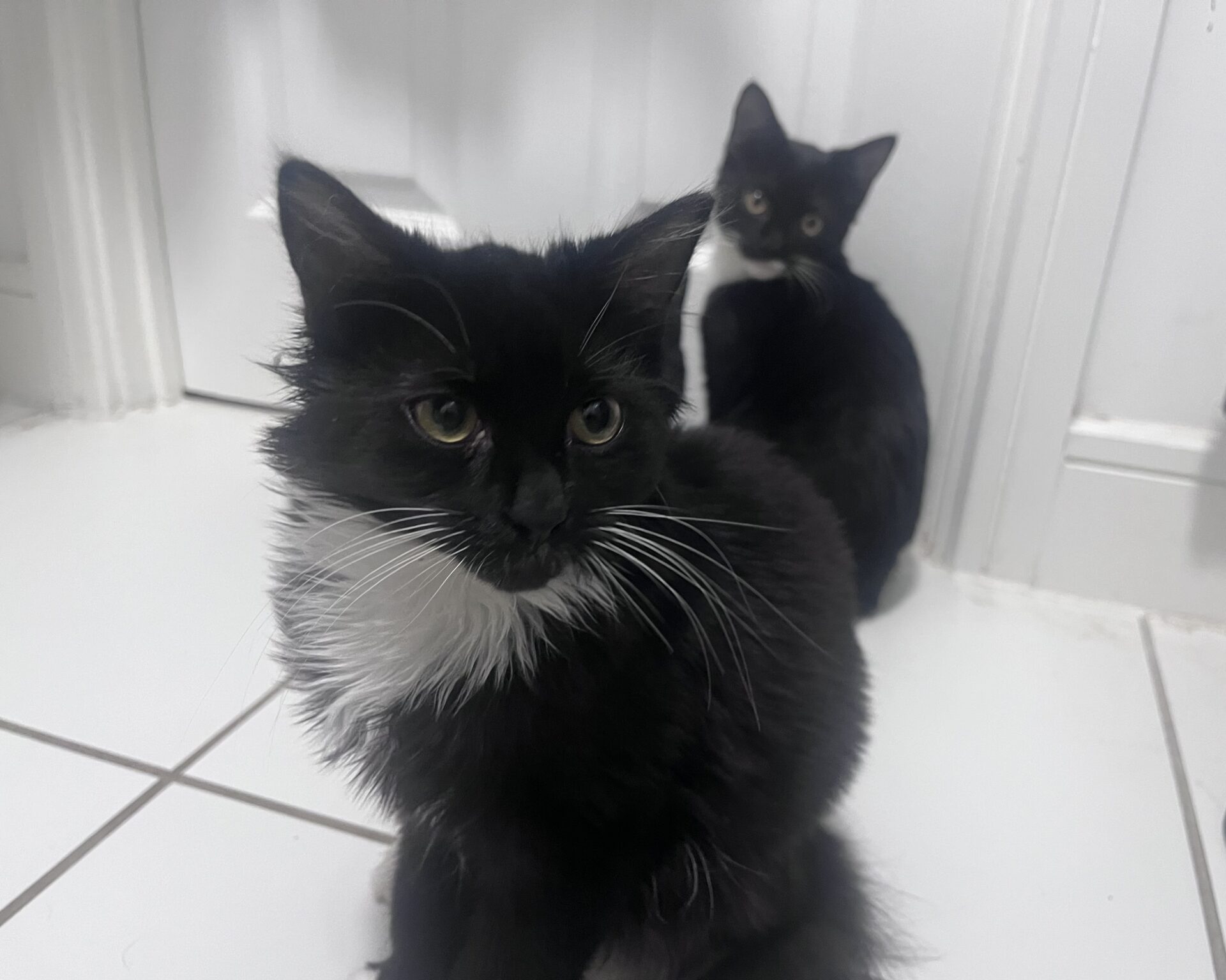 Two black-and-white cats sitting on a white tiled floor.