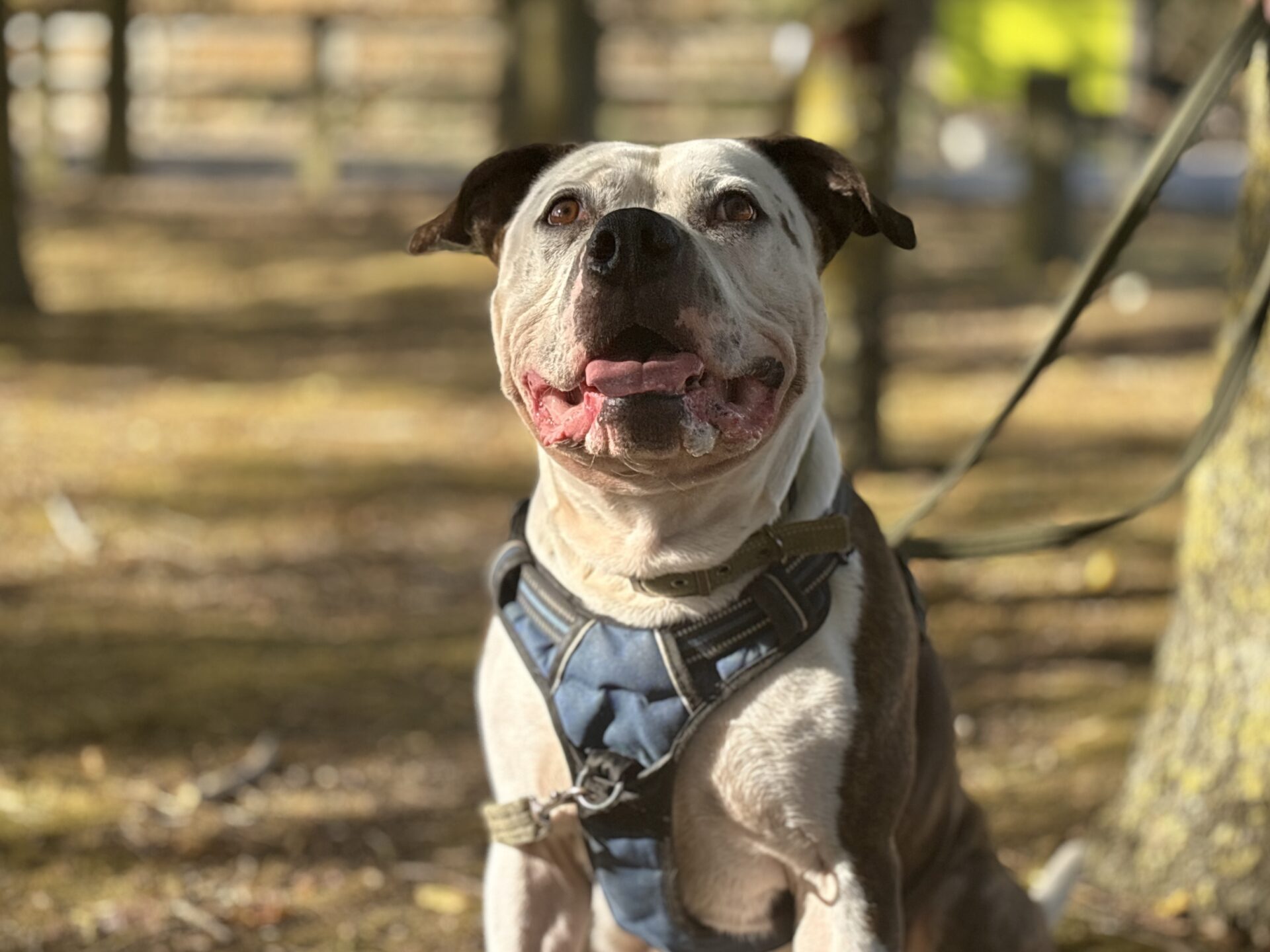 A white and brown dog with a harness and lead looking up outdoors.