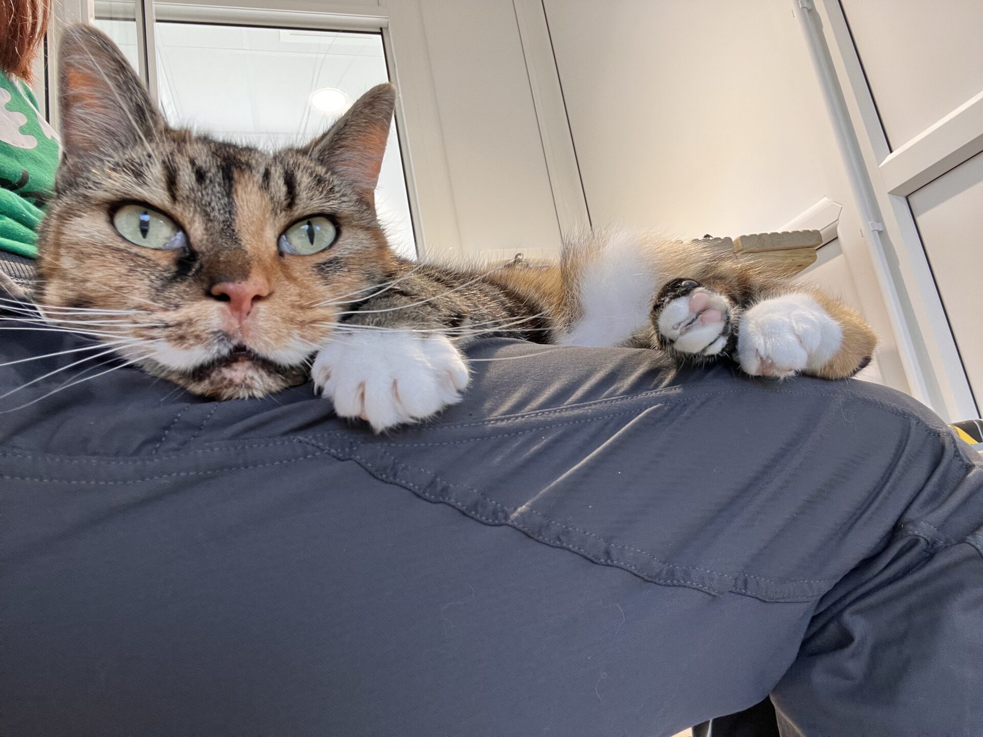 A tabby cat with green eyes lounges comfortably on a person's lap, stretching its front paws forwards. The background shows a bright, indoor space with white walls and windows.
